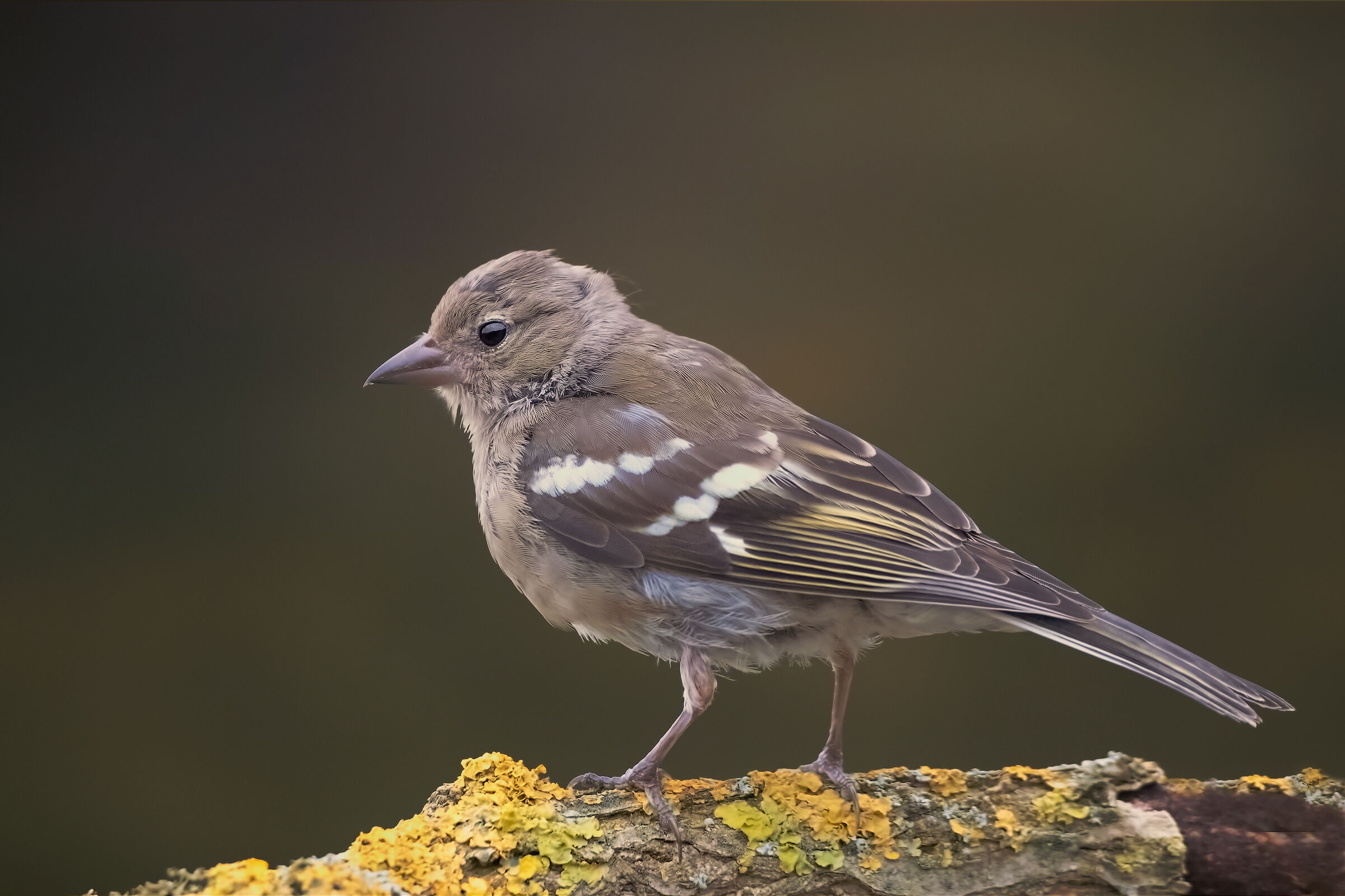 Test riduzione rumore su file a 6400 ISO