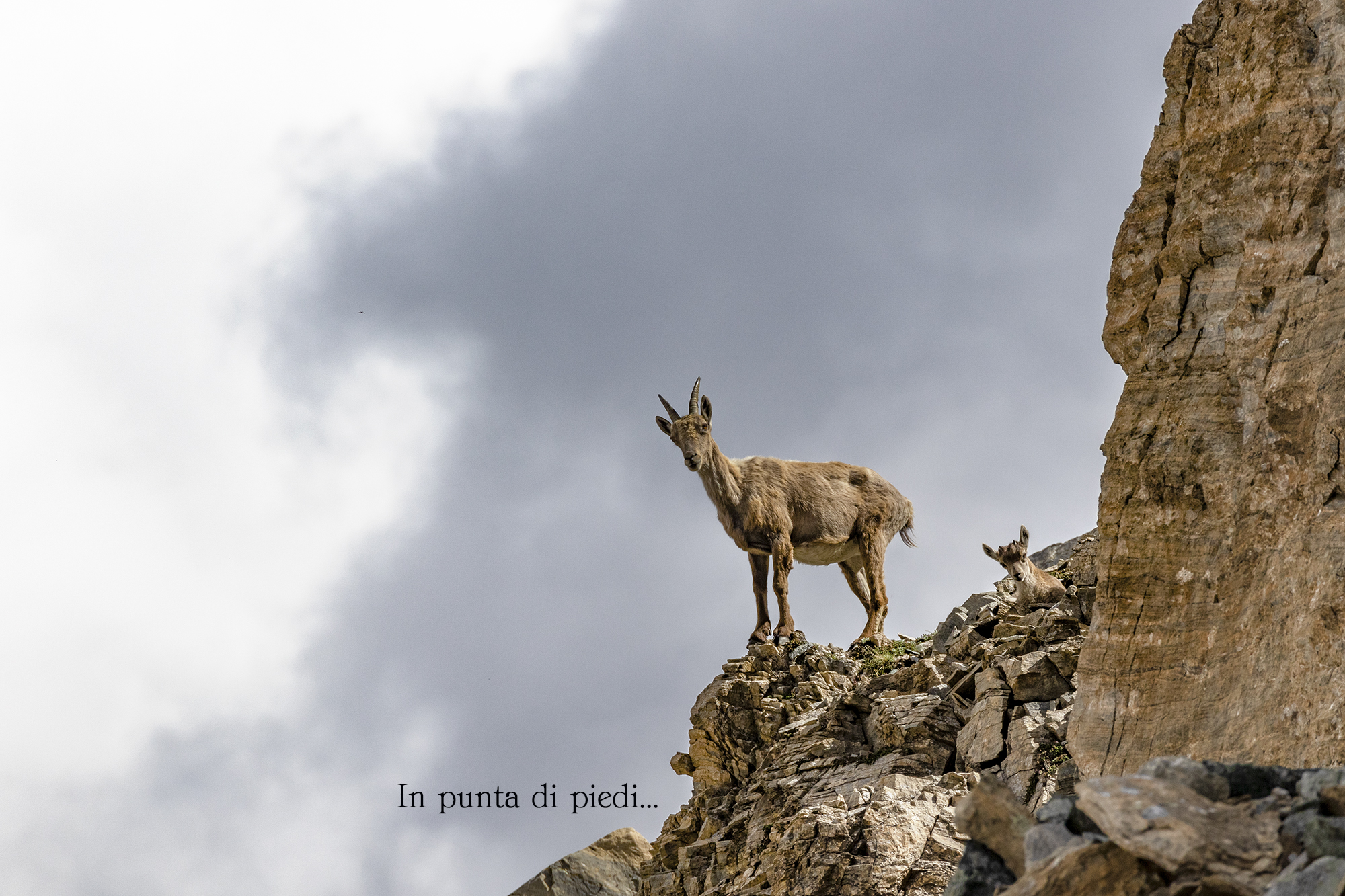 Coucou - Tra le Rocce in Cresta insieme a loro...