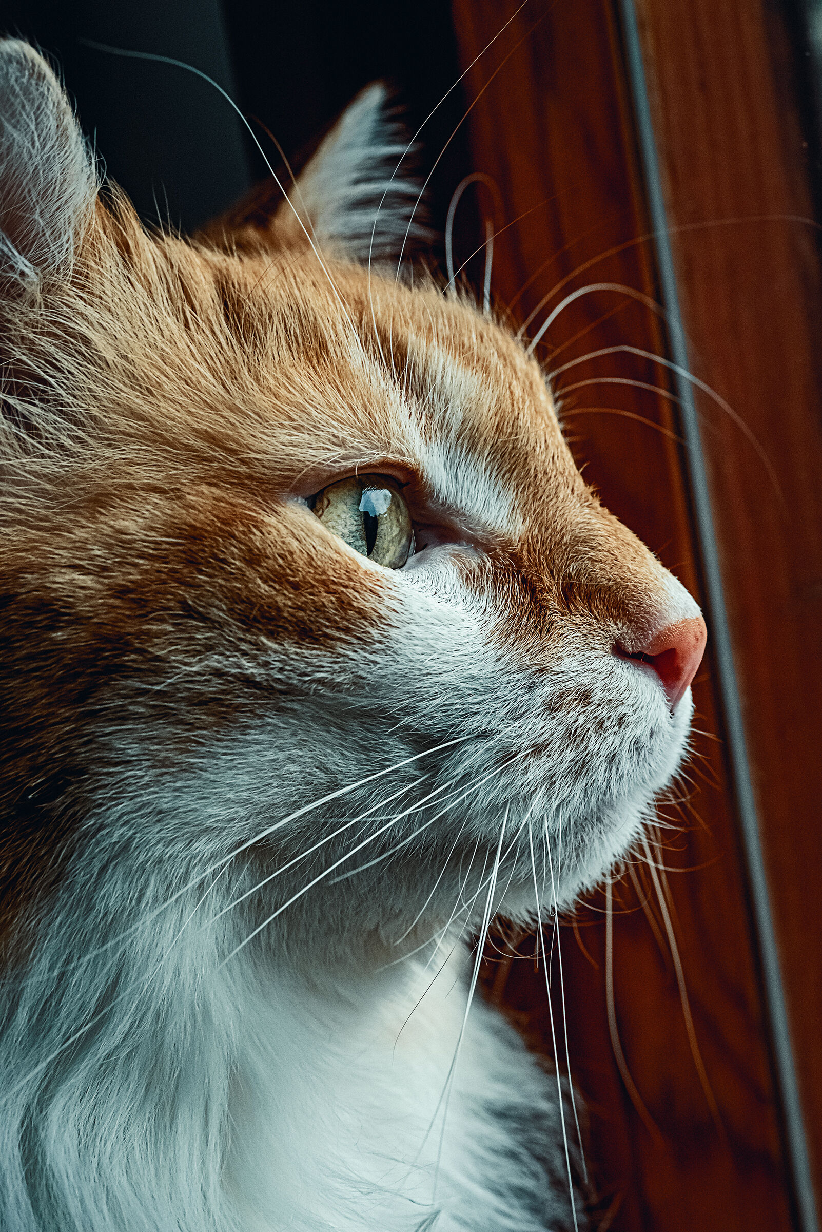 Profilo macro di beltade felina