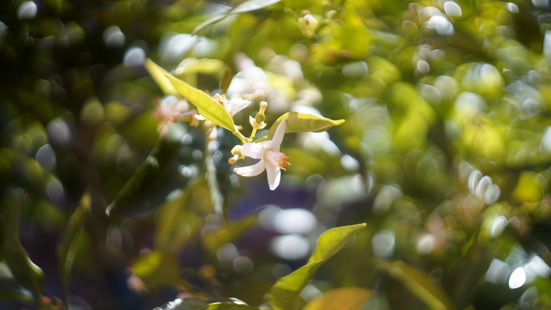 garden5