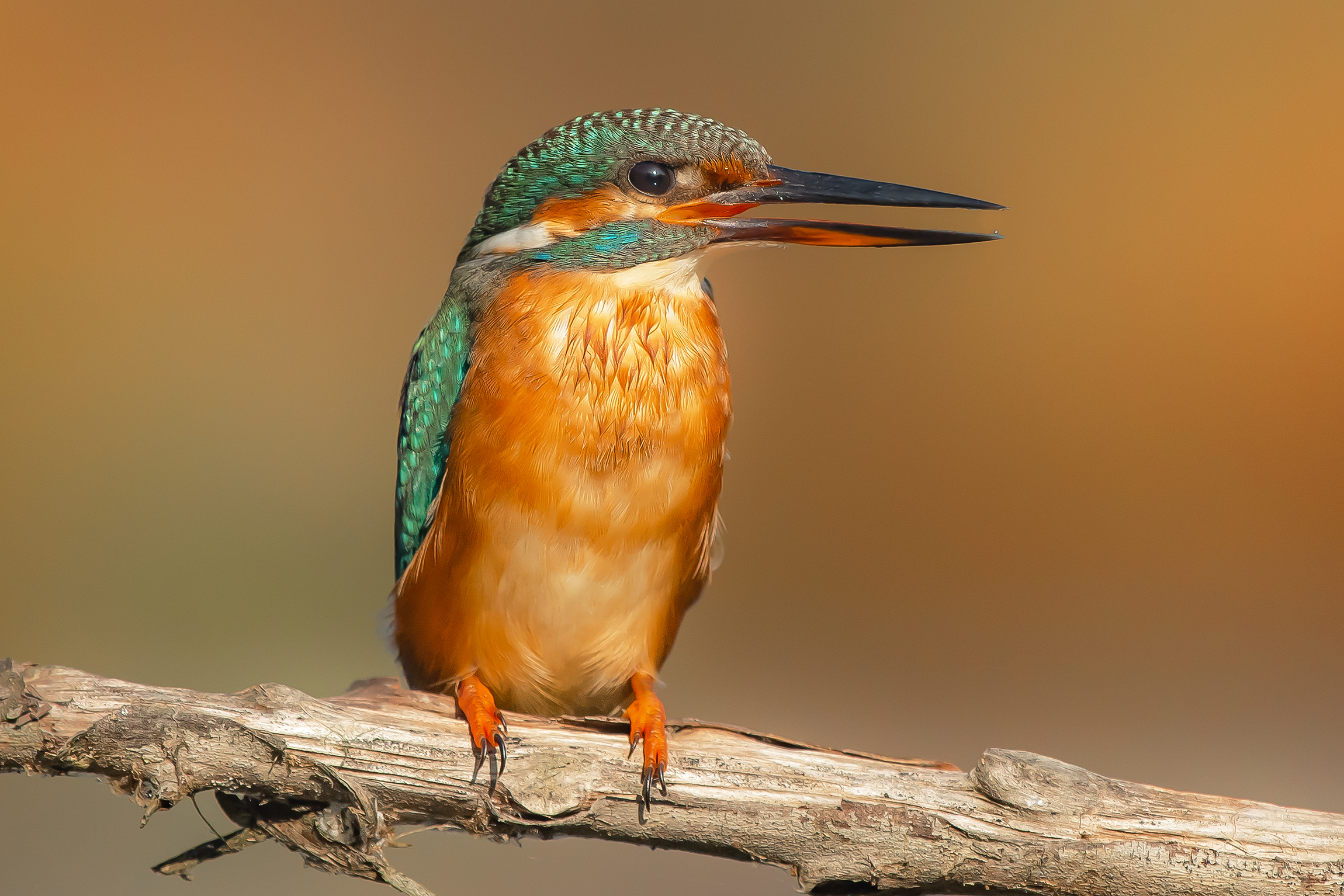 Kingfisher