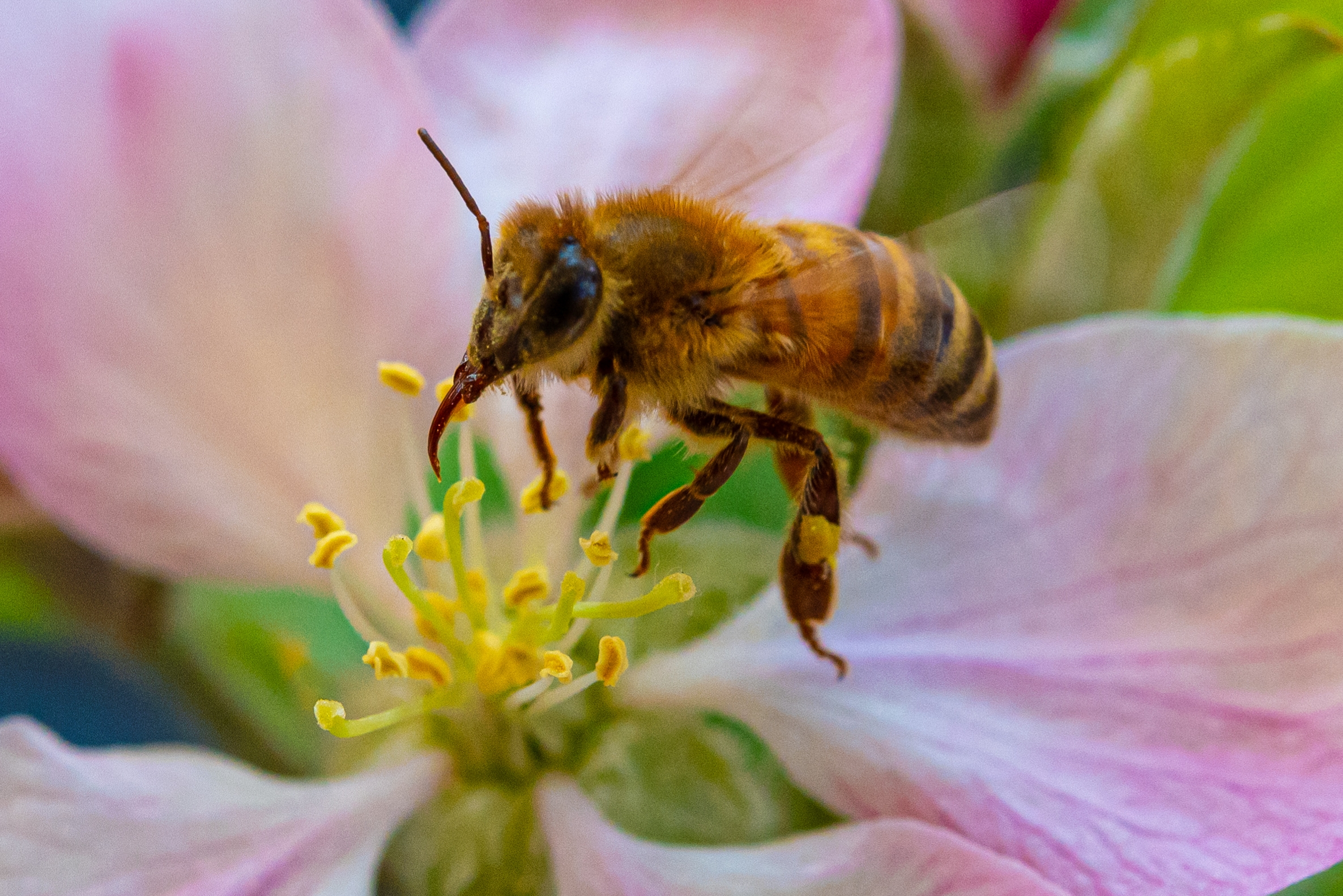 The bees don't stop!