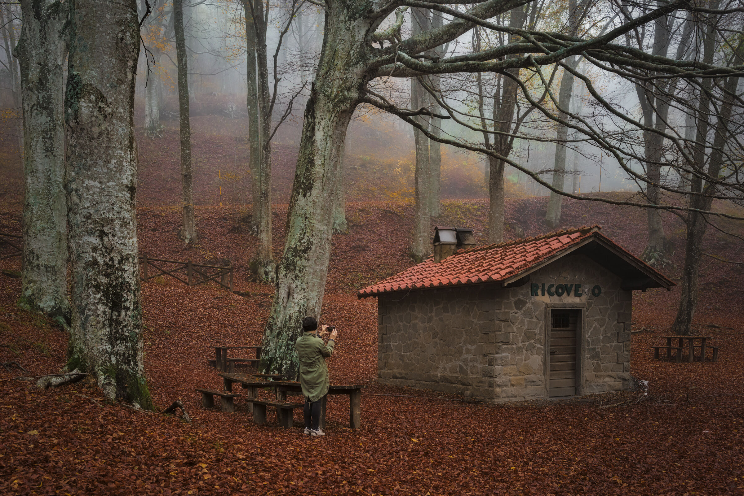 La ragazza nel bosco