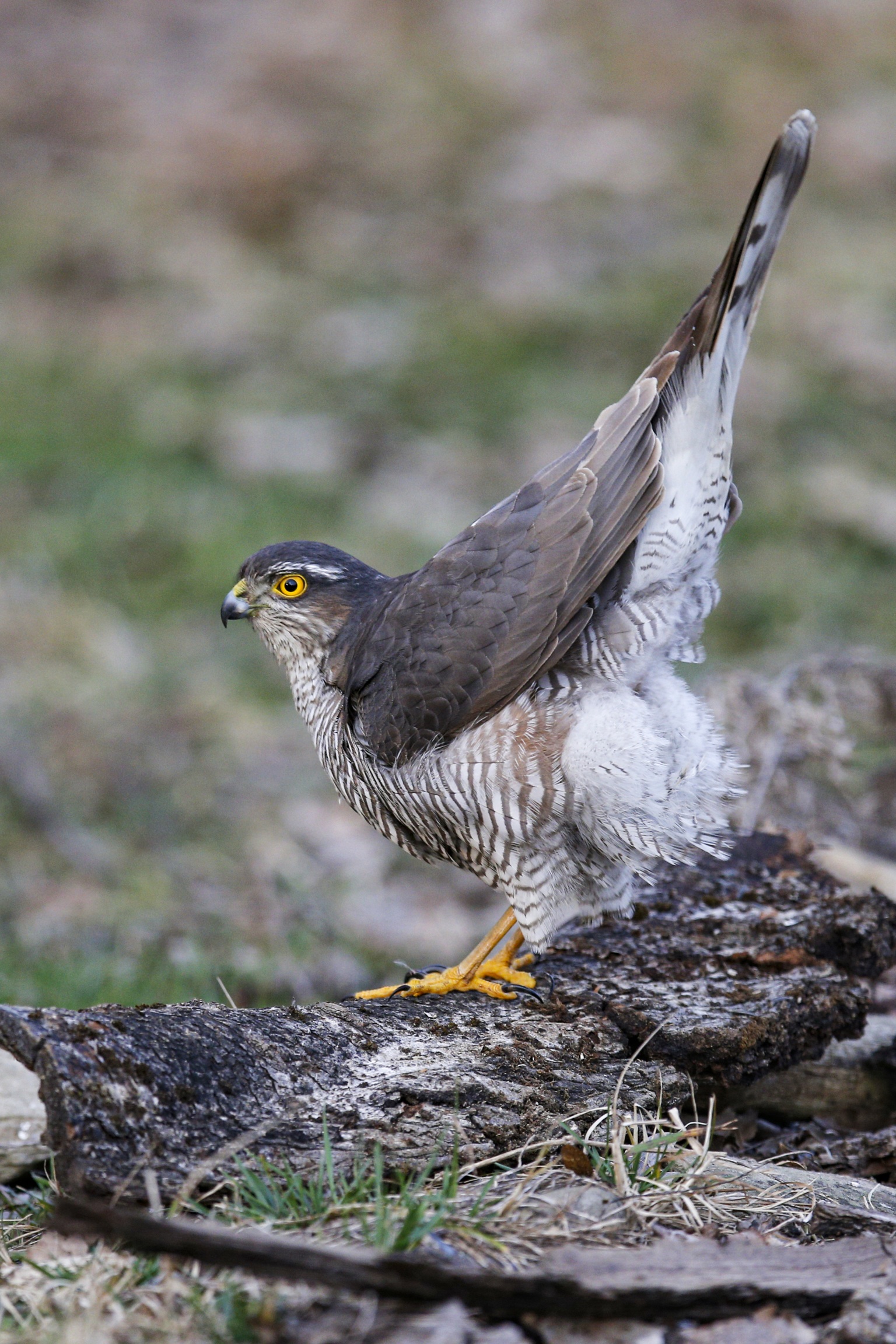 Con le chiappe all'insù