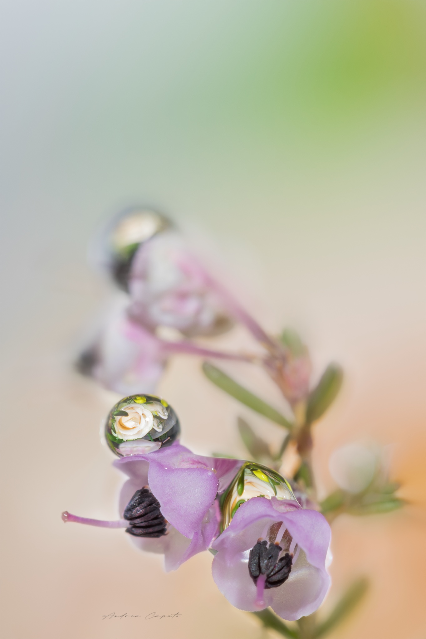Untitled Photo