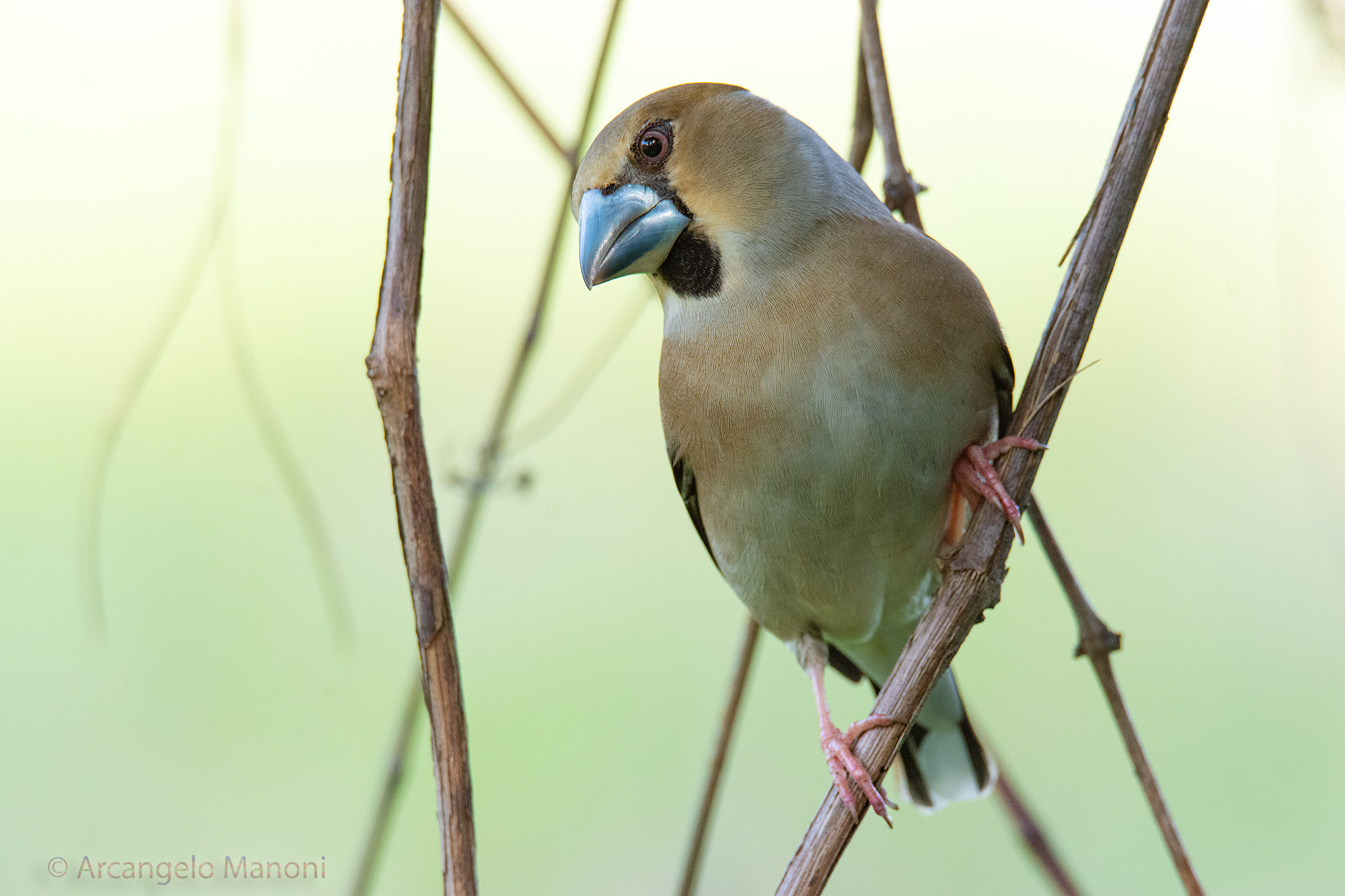 Facing the first light of day