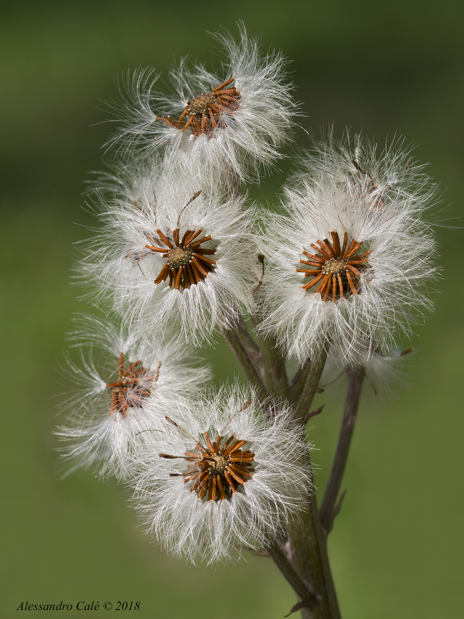 Petasites hybridus (Farfaraccio) 6820
