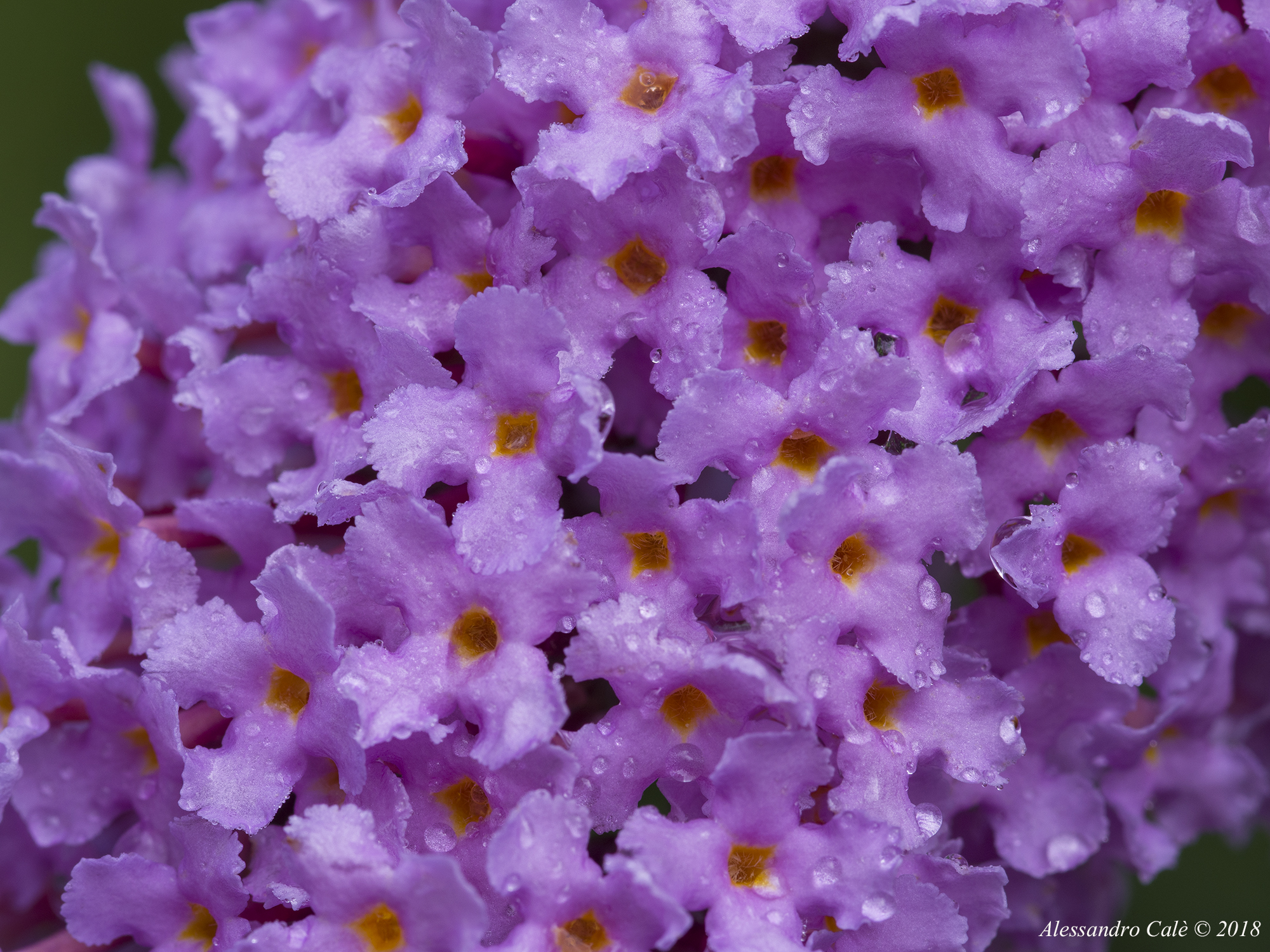 Buddleja Davidii 0678