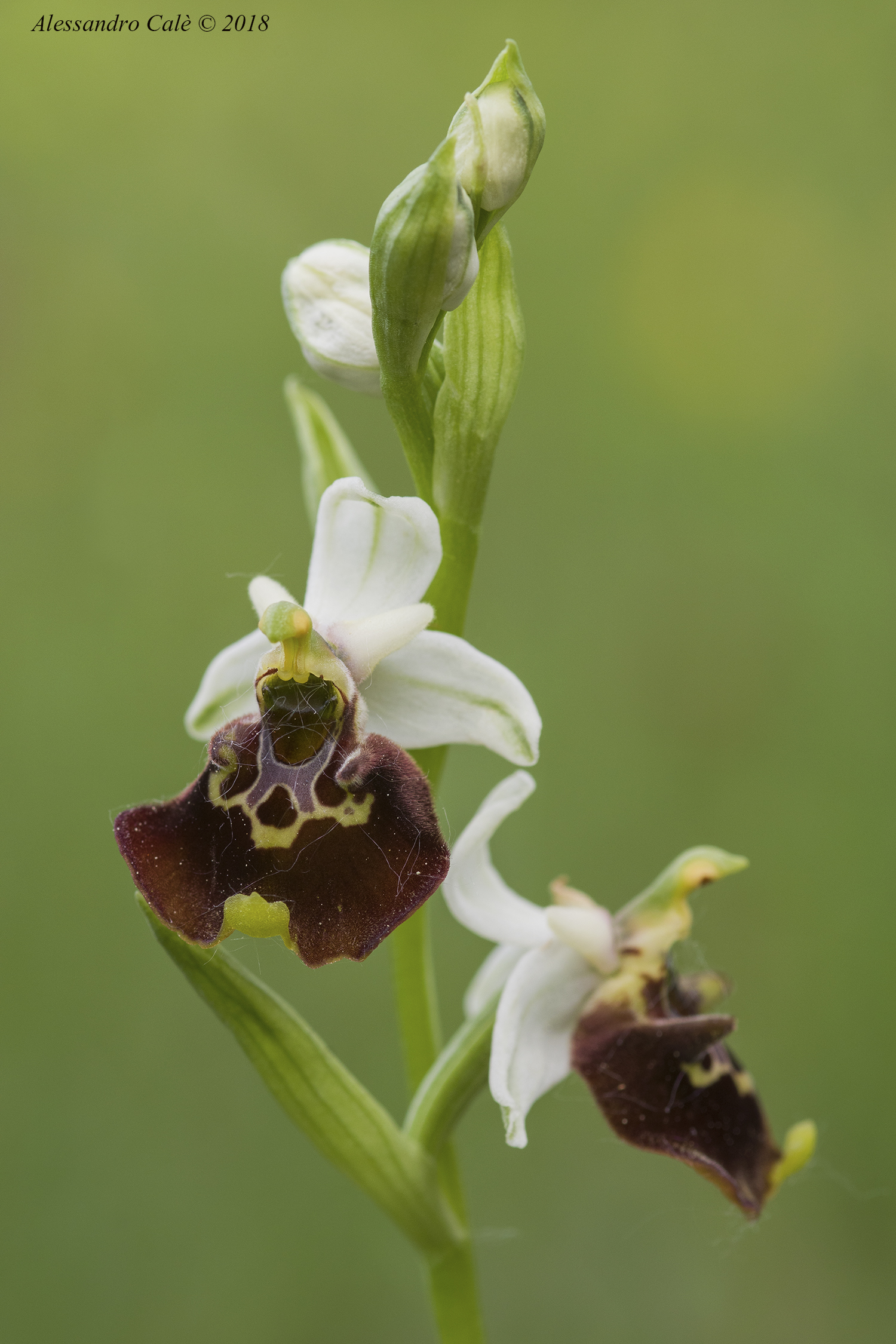 Ophrys holosericea 7485