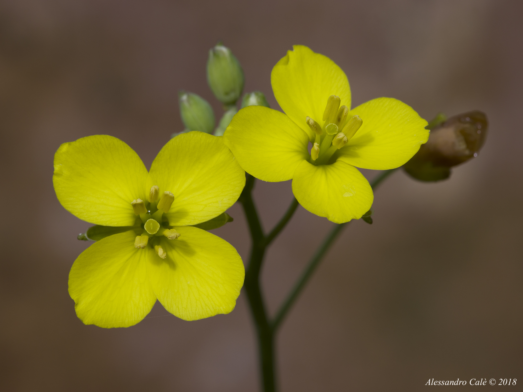 Sinapis arvensis (Wild mustard) 0756