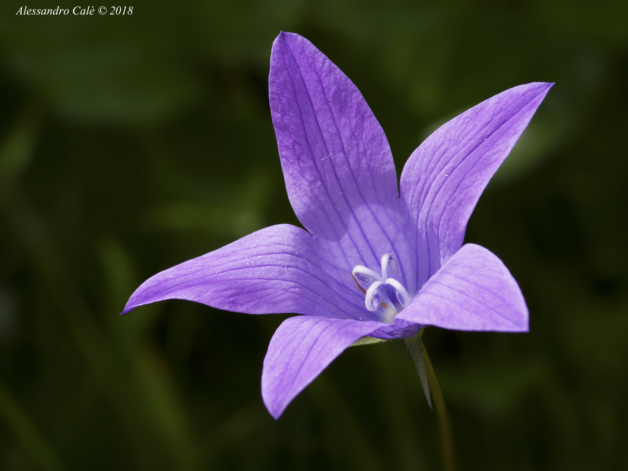 Campanula 1089