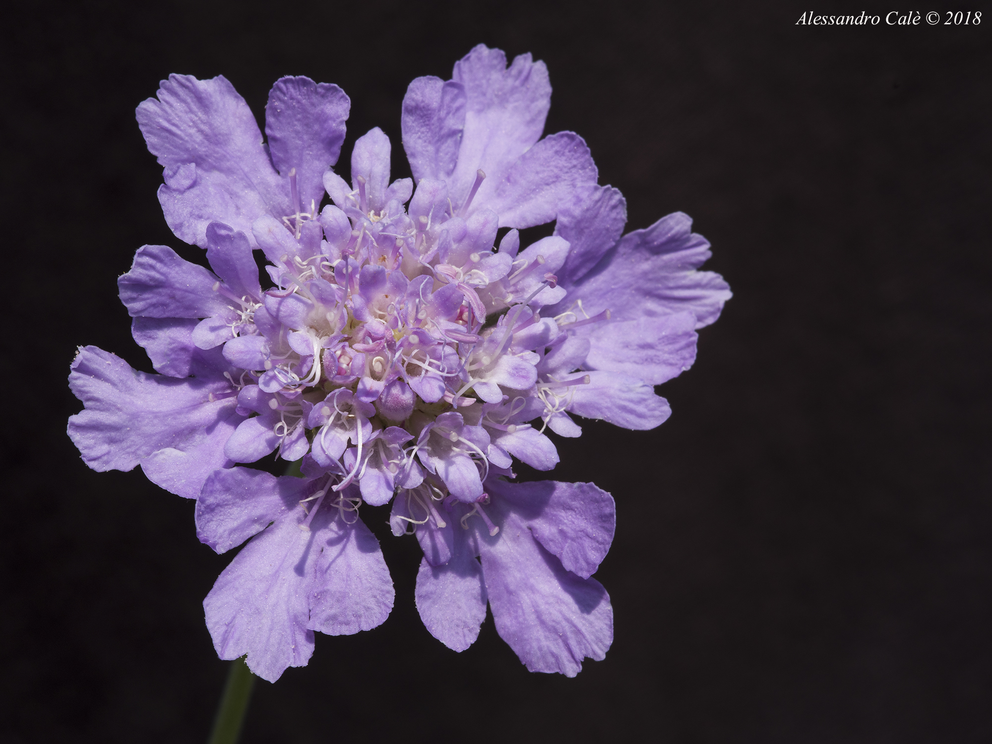 Lomelosia graminifolia 1221