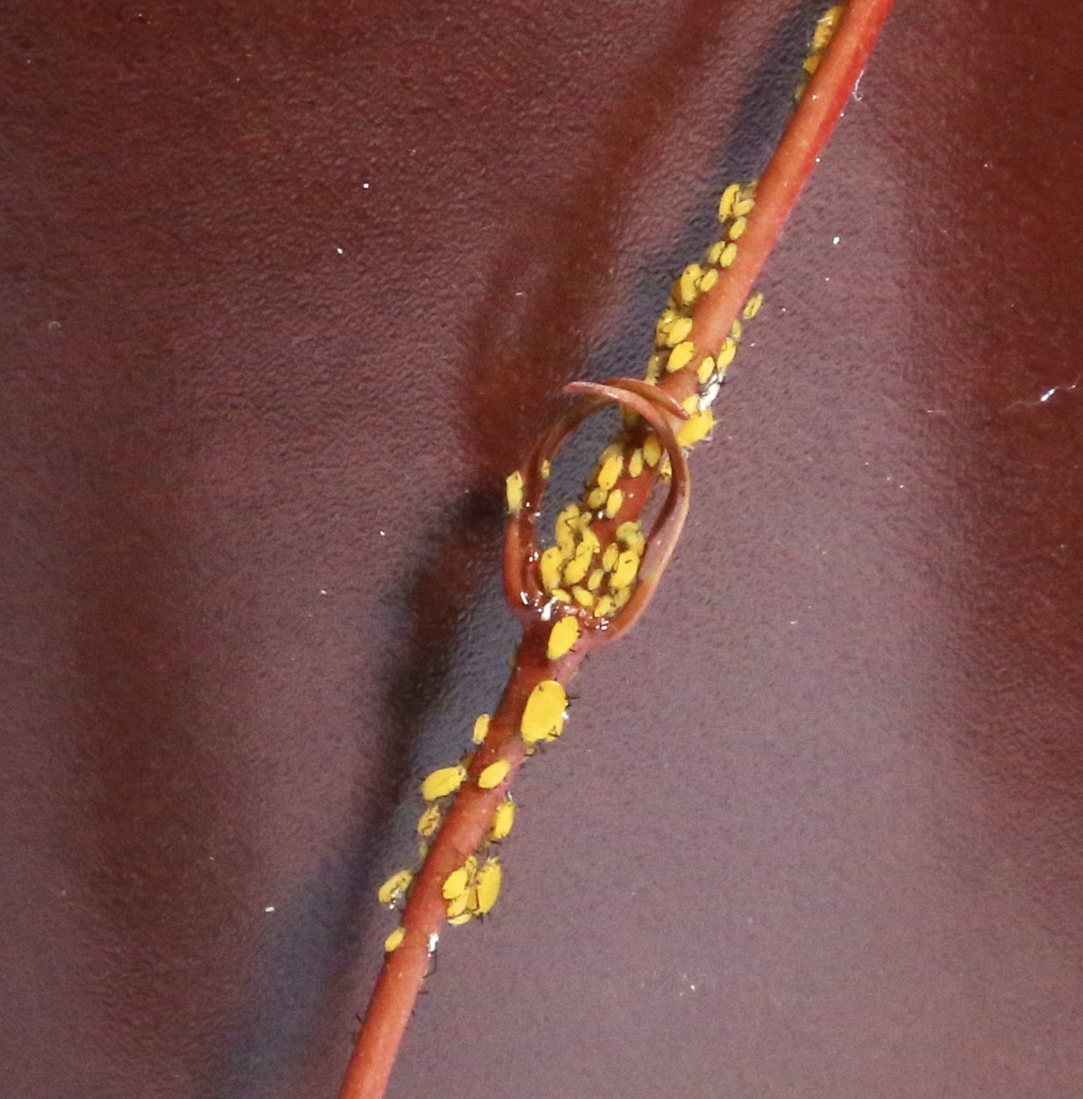 Anche loro stanno a casa...mia!!!