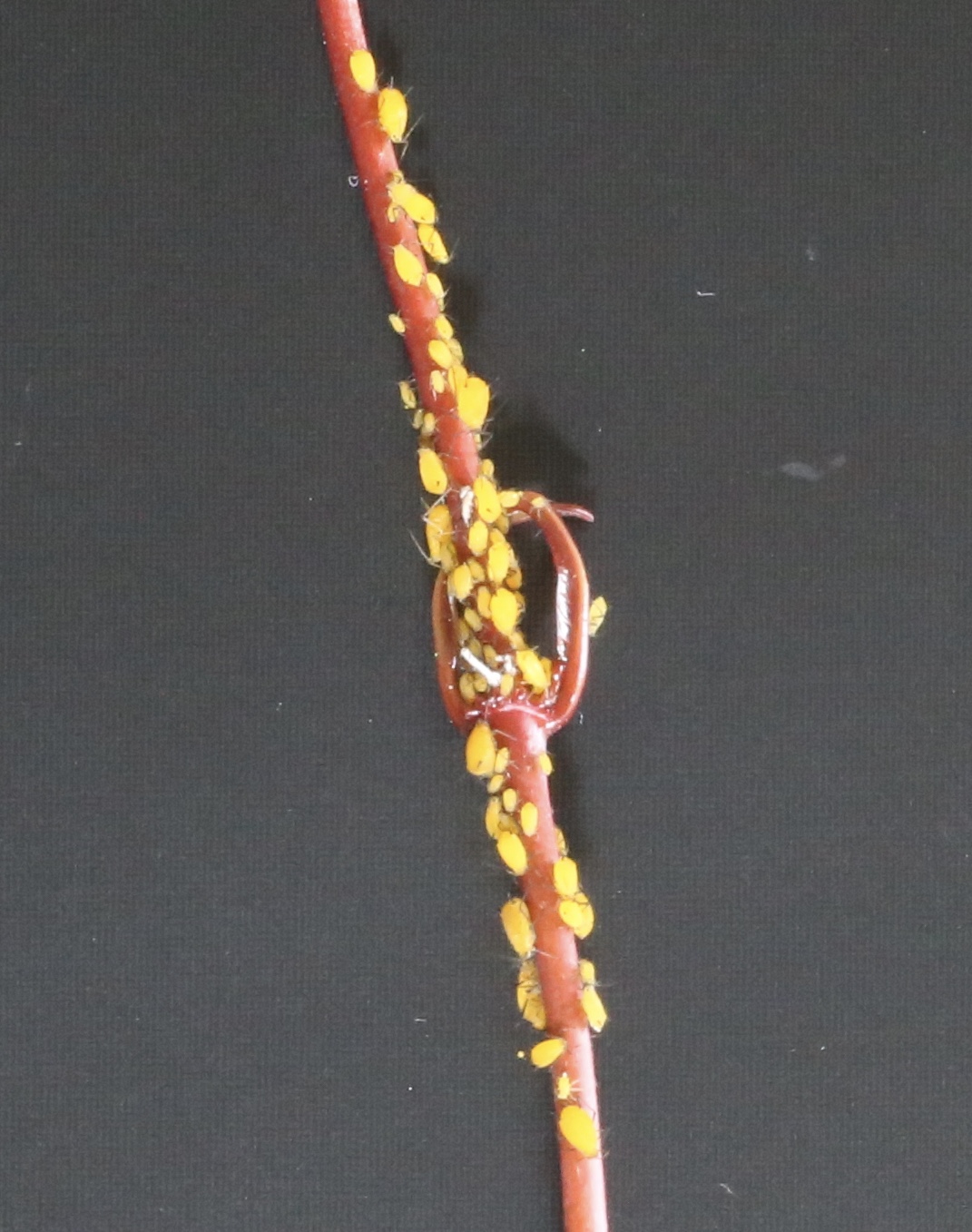 Cercasi coccinella, pasti inclusi