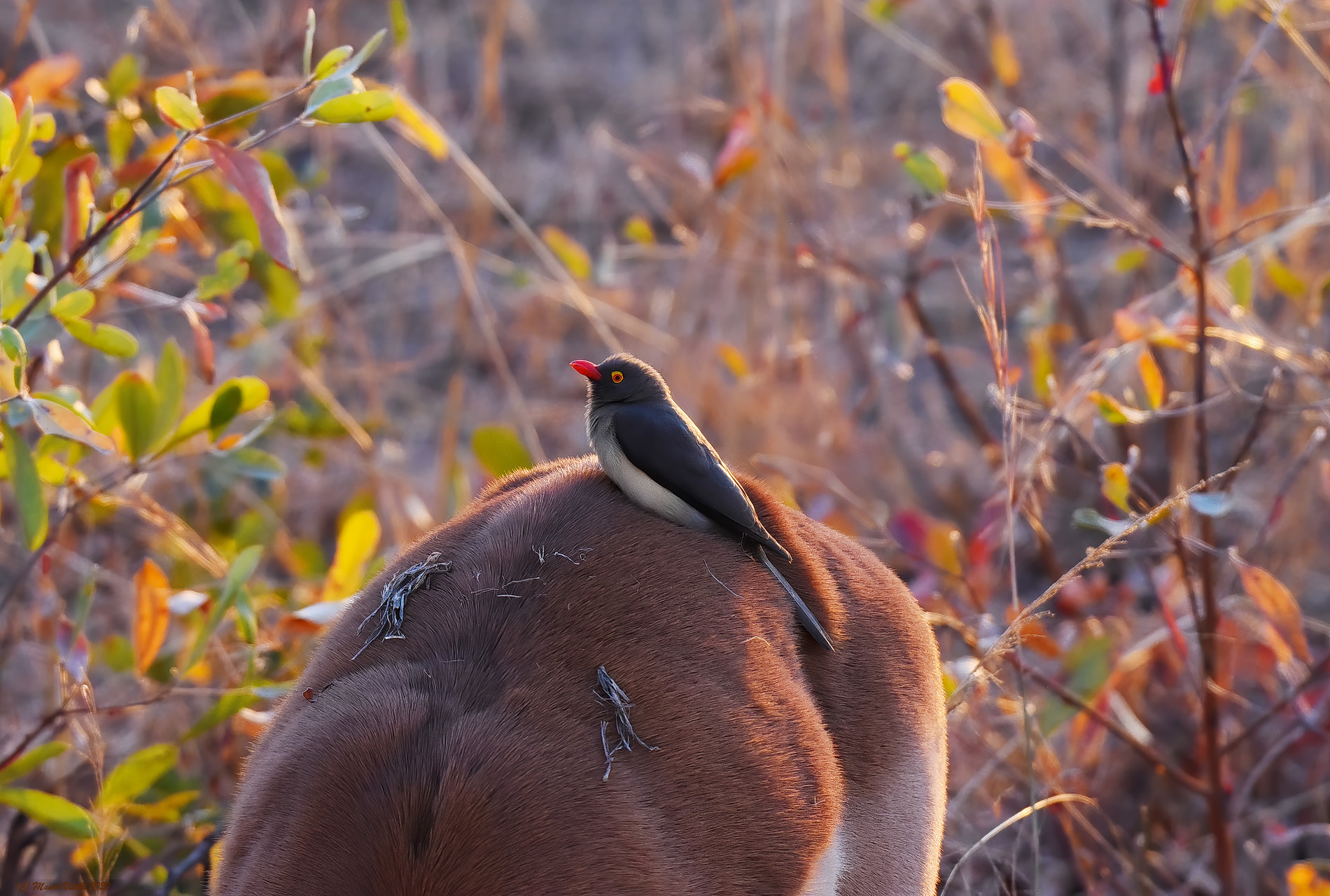 Bufaga Beccorosso on Impala