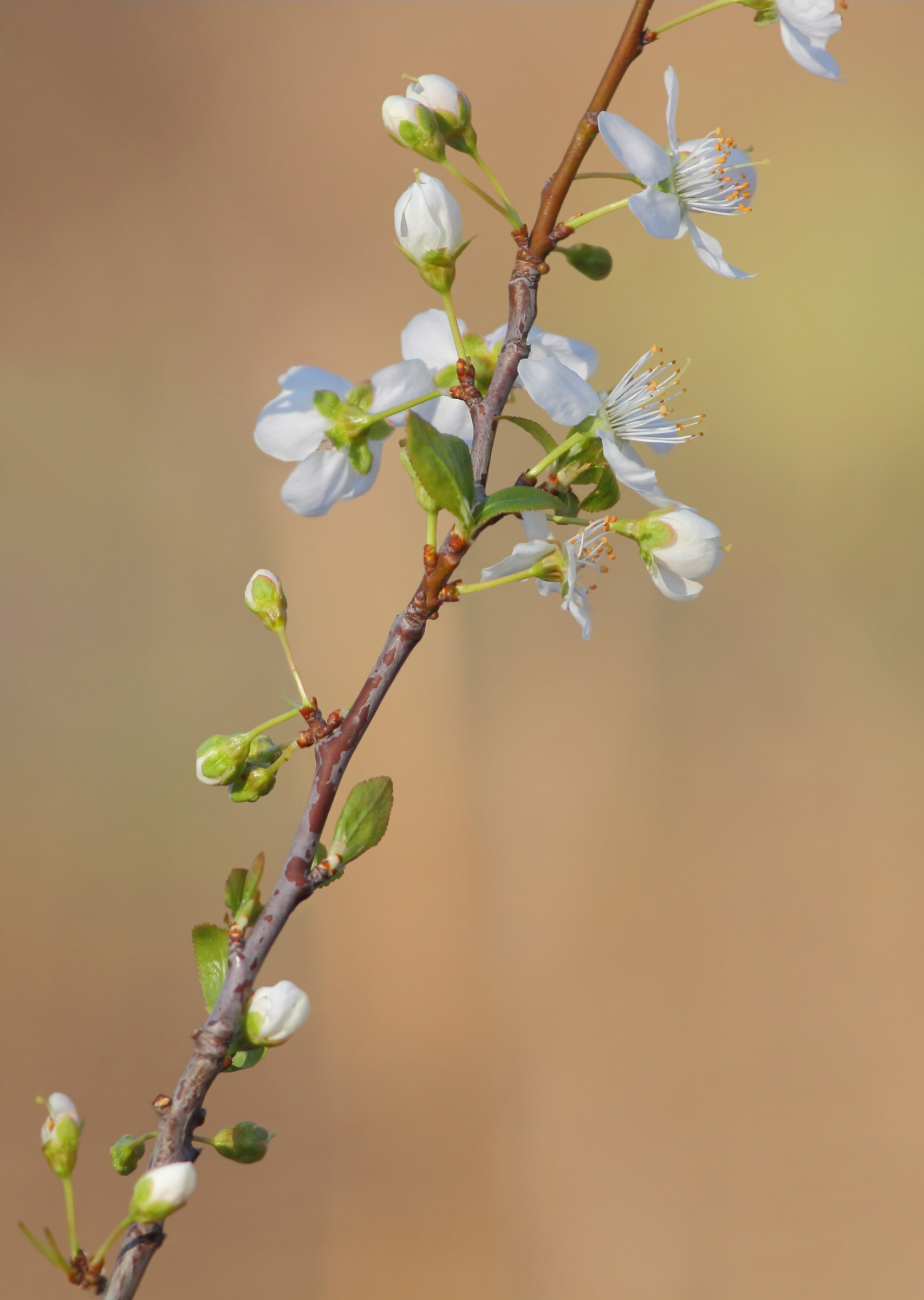Primavera