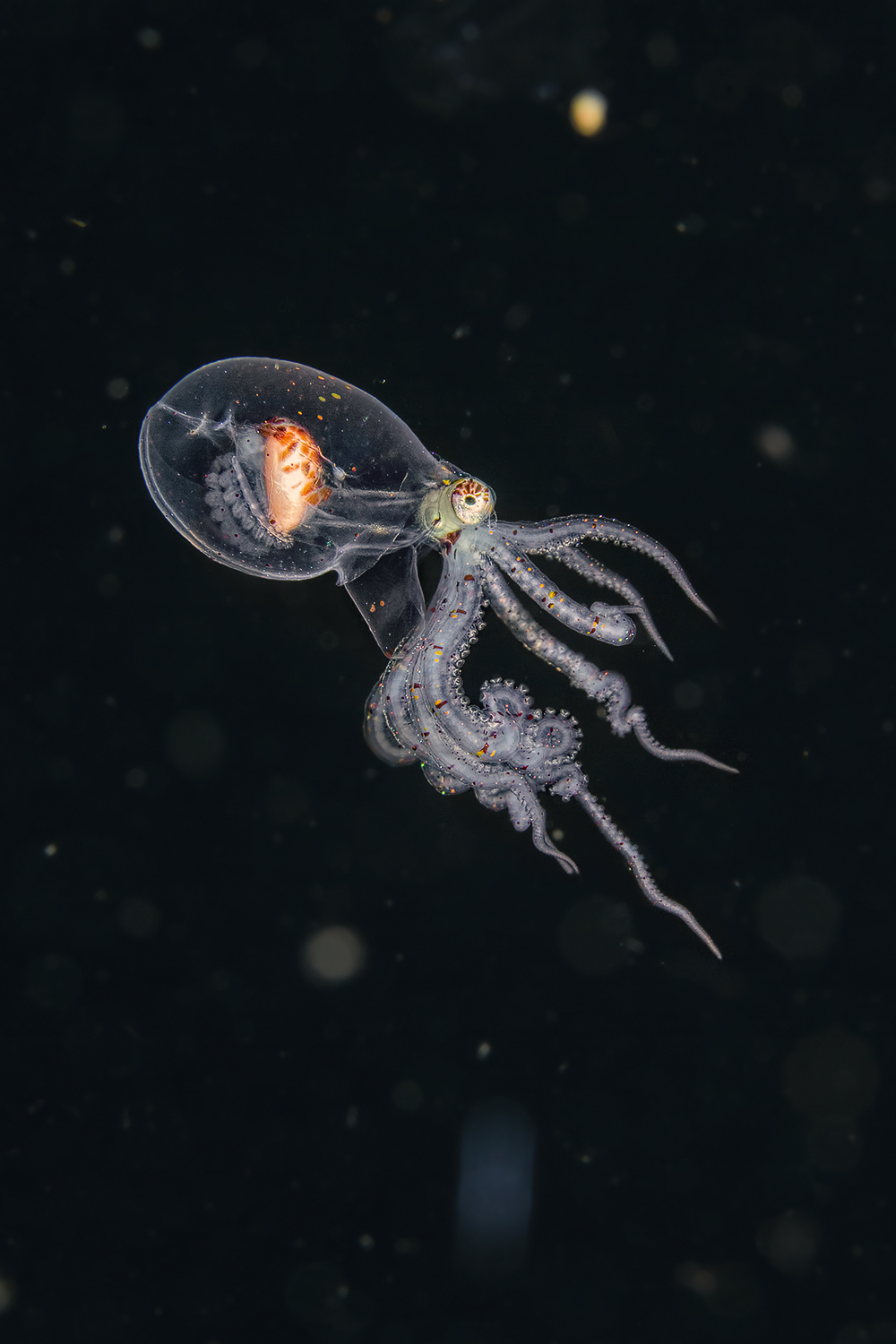 wunderpus Photogenicus larval