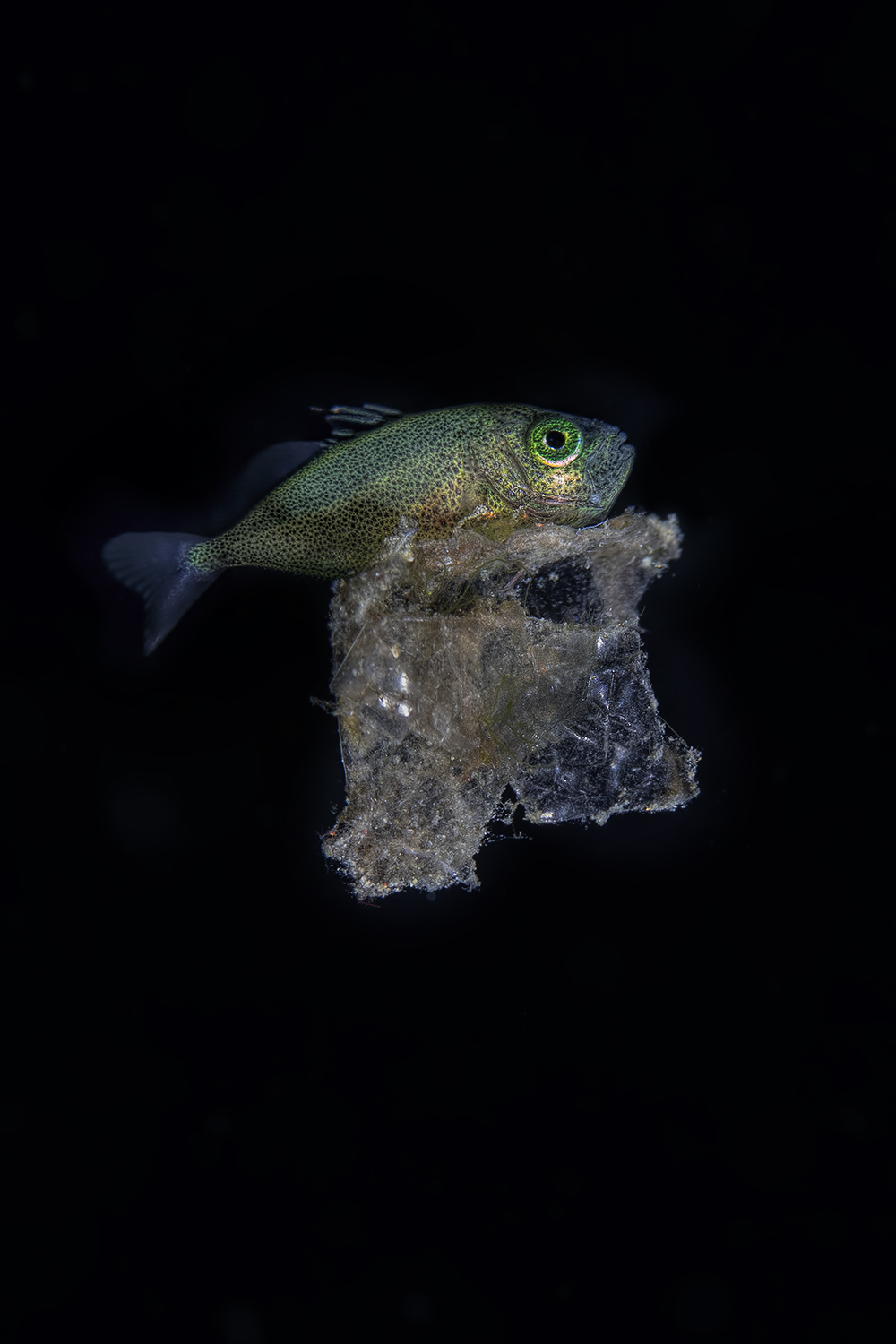 fase giovanile  del carangide