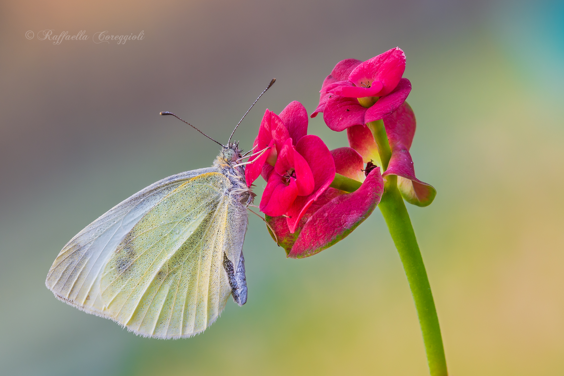Pieris su Euphorbia milii