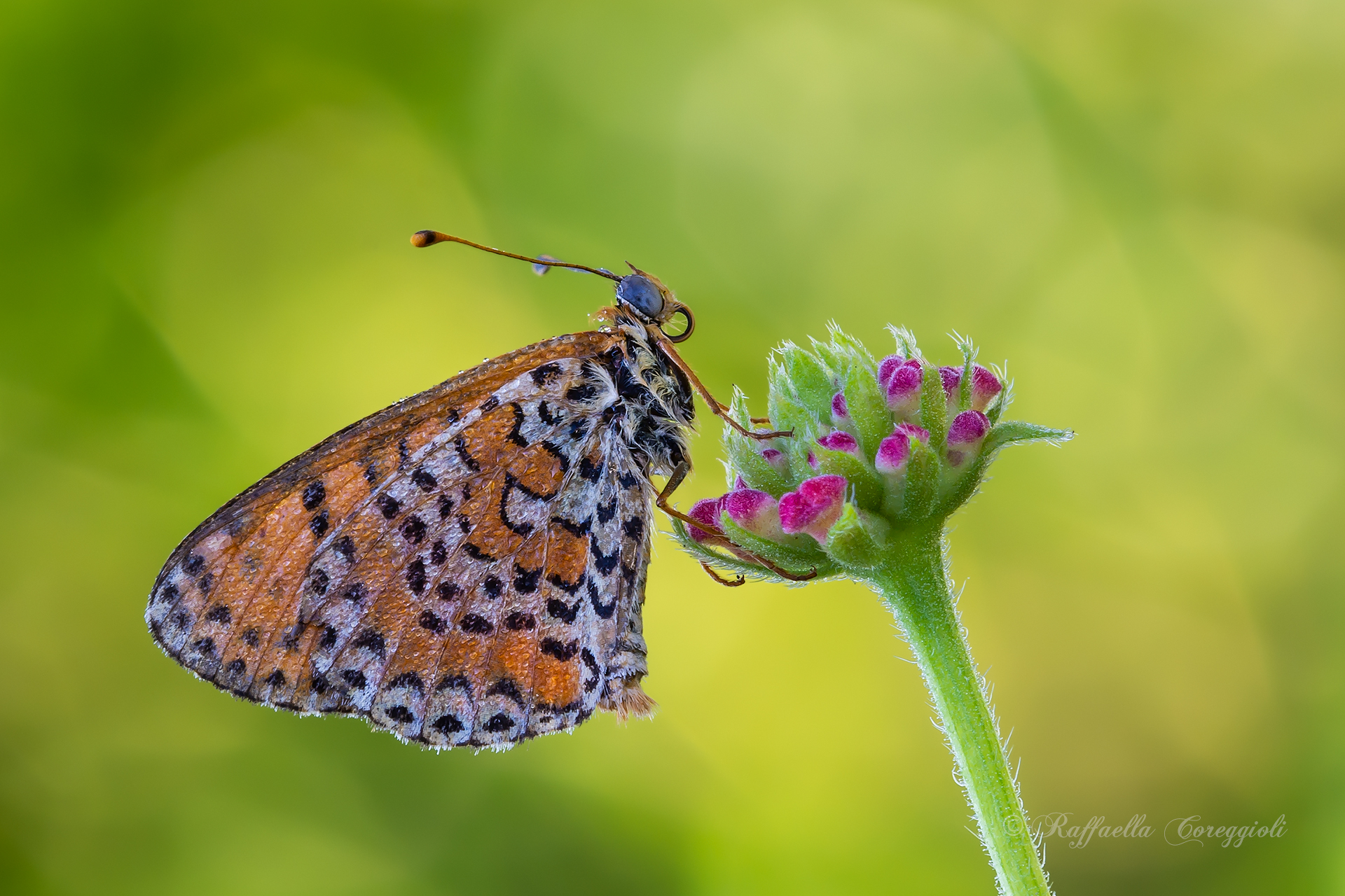 Melitaea didyma