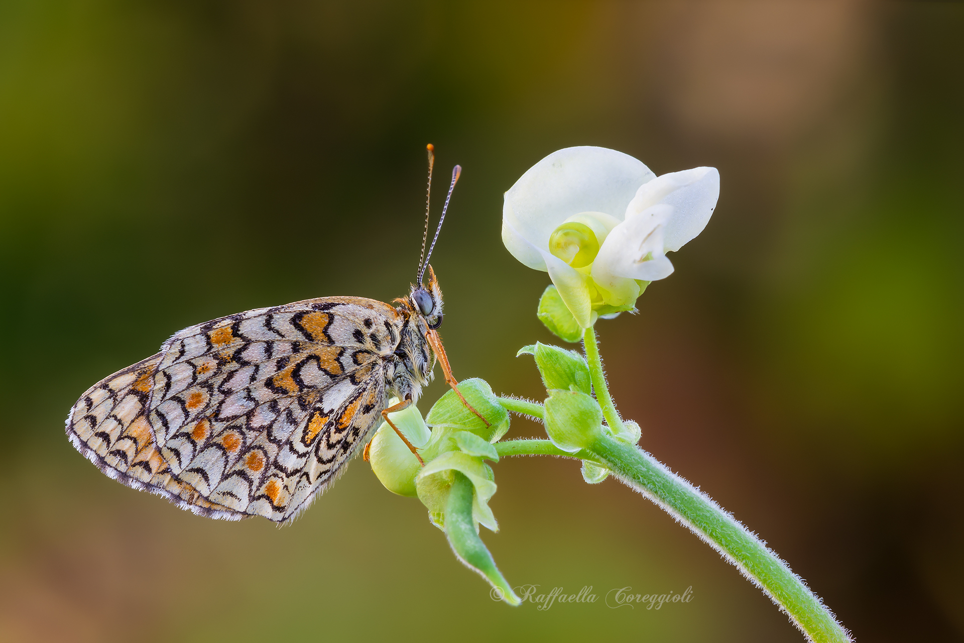 Melitaea su fiore di Fagiolino