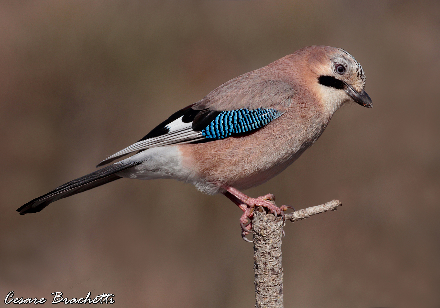 Jay.