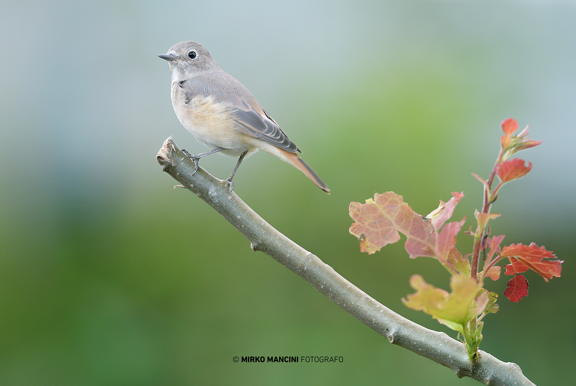 La finezza della Codirossina.