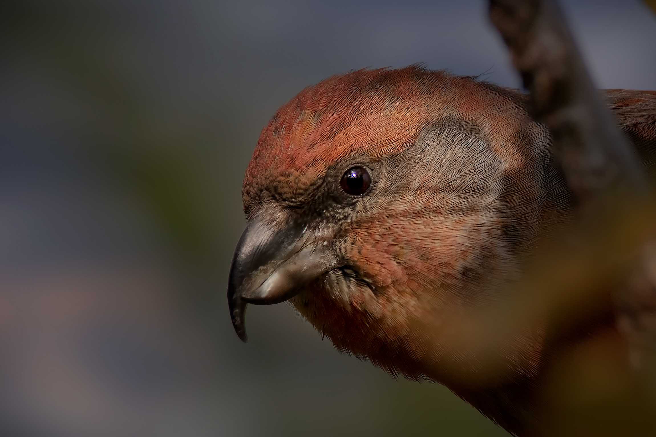 Crociere (Loxia curvirostra) portrait - Autunno 2018