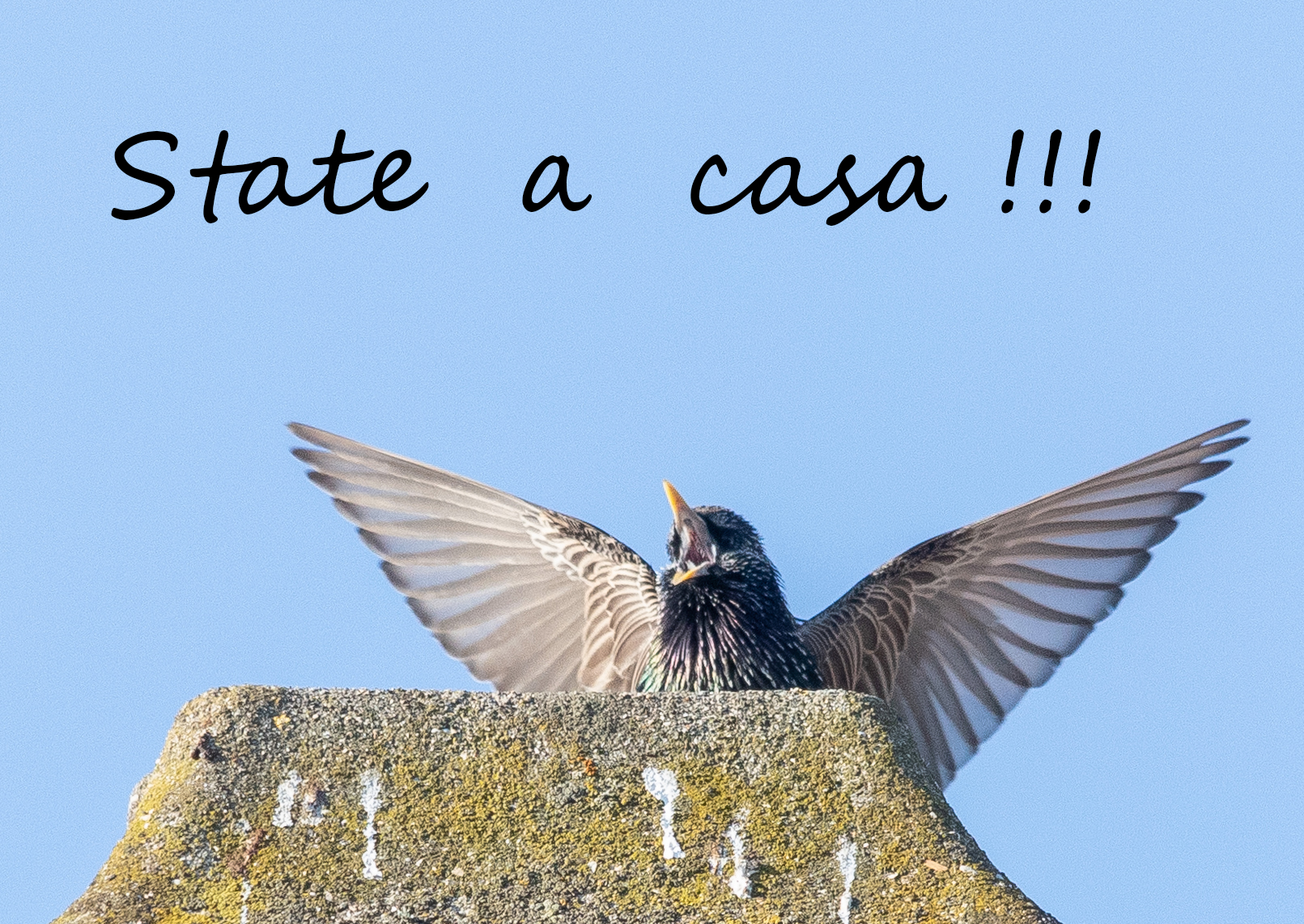 storno europeo 2 bis