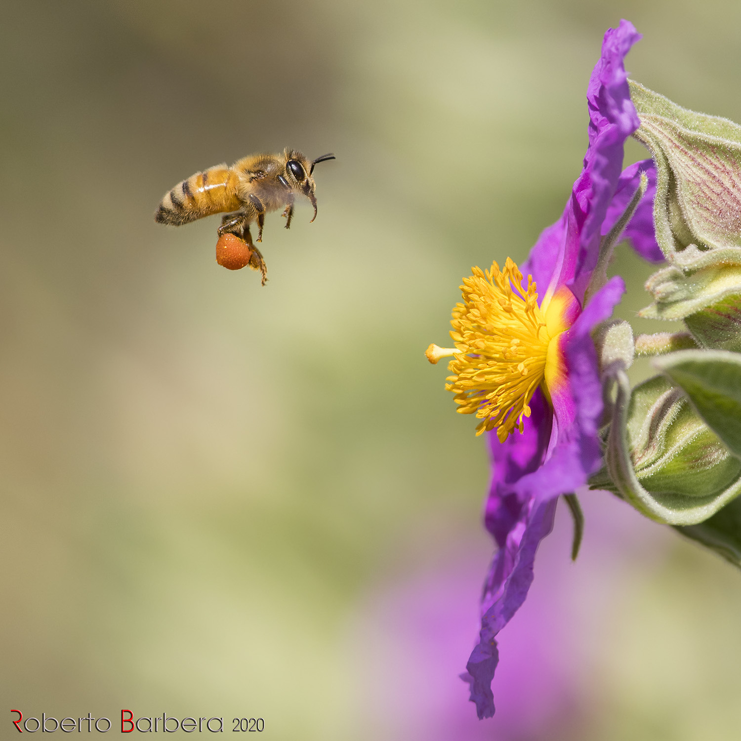 The intangible little bee