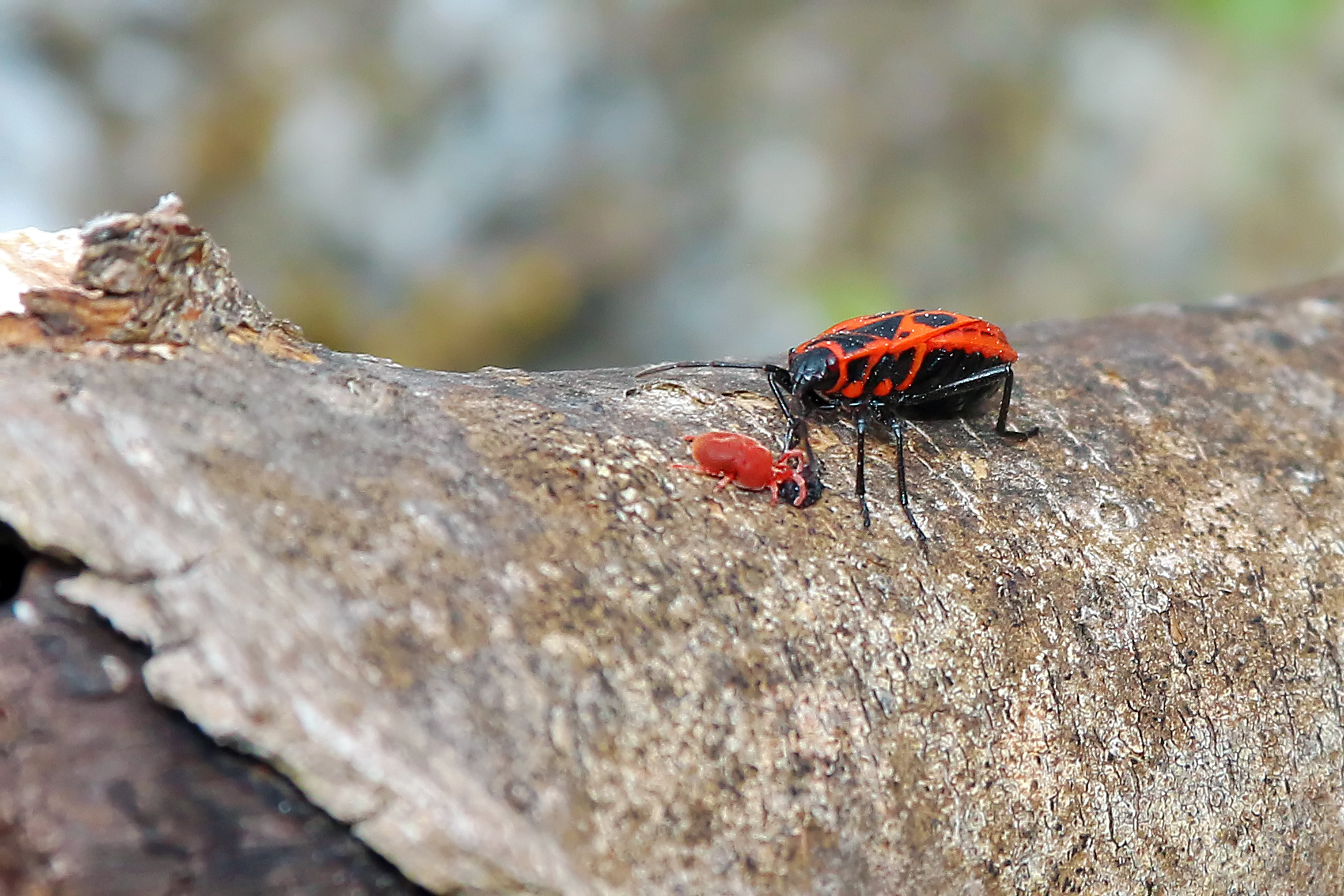 Pyrrhocoris apterus