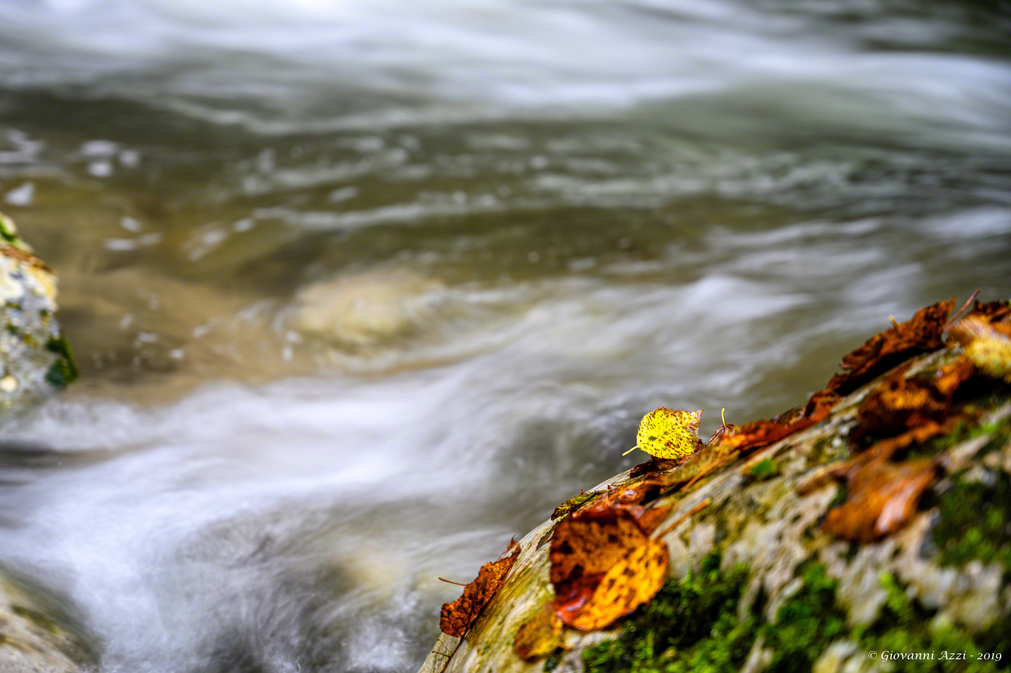 La fogliolina gialla