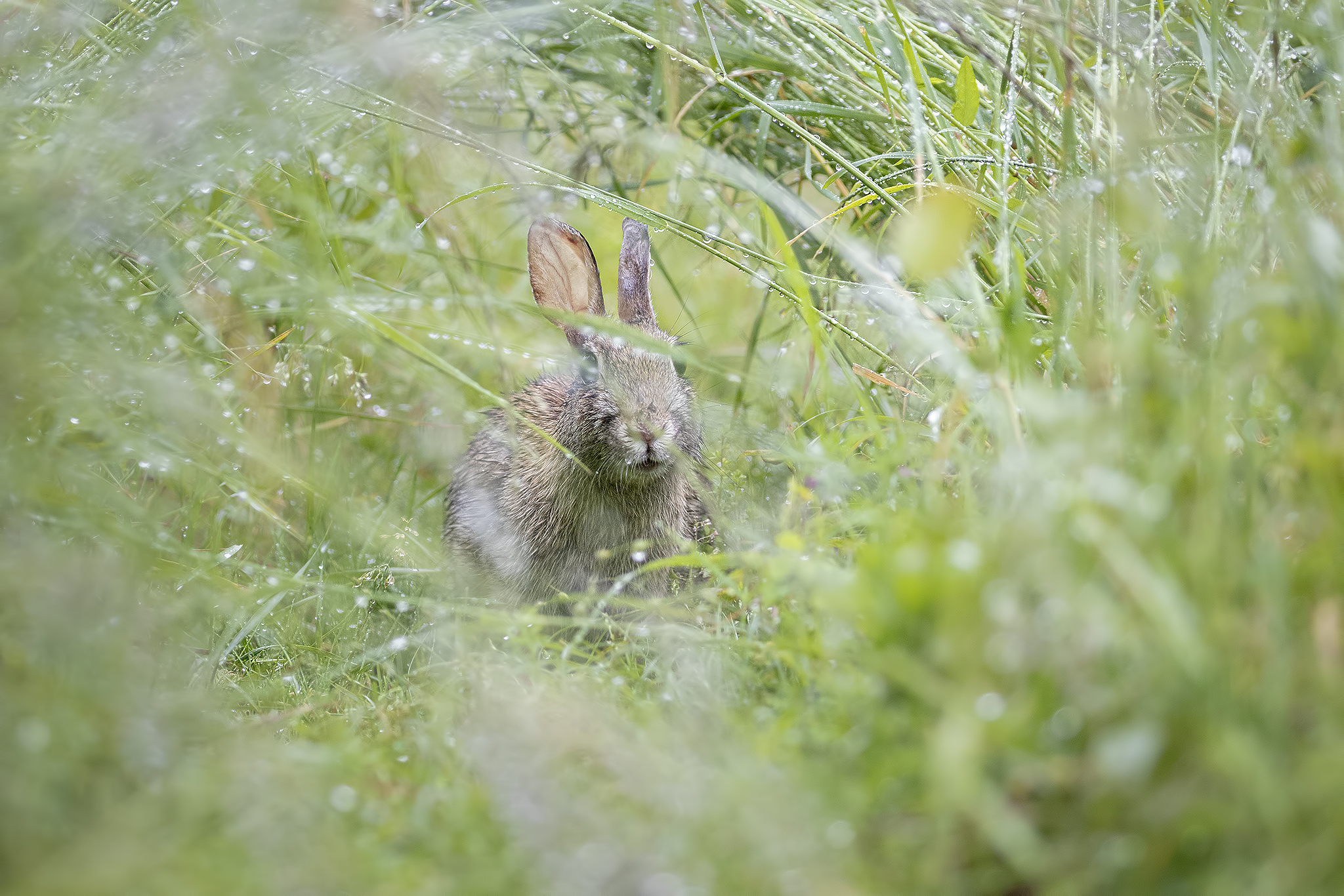 Nel labirinto d'erba
