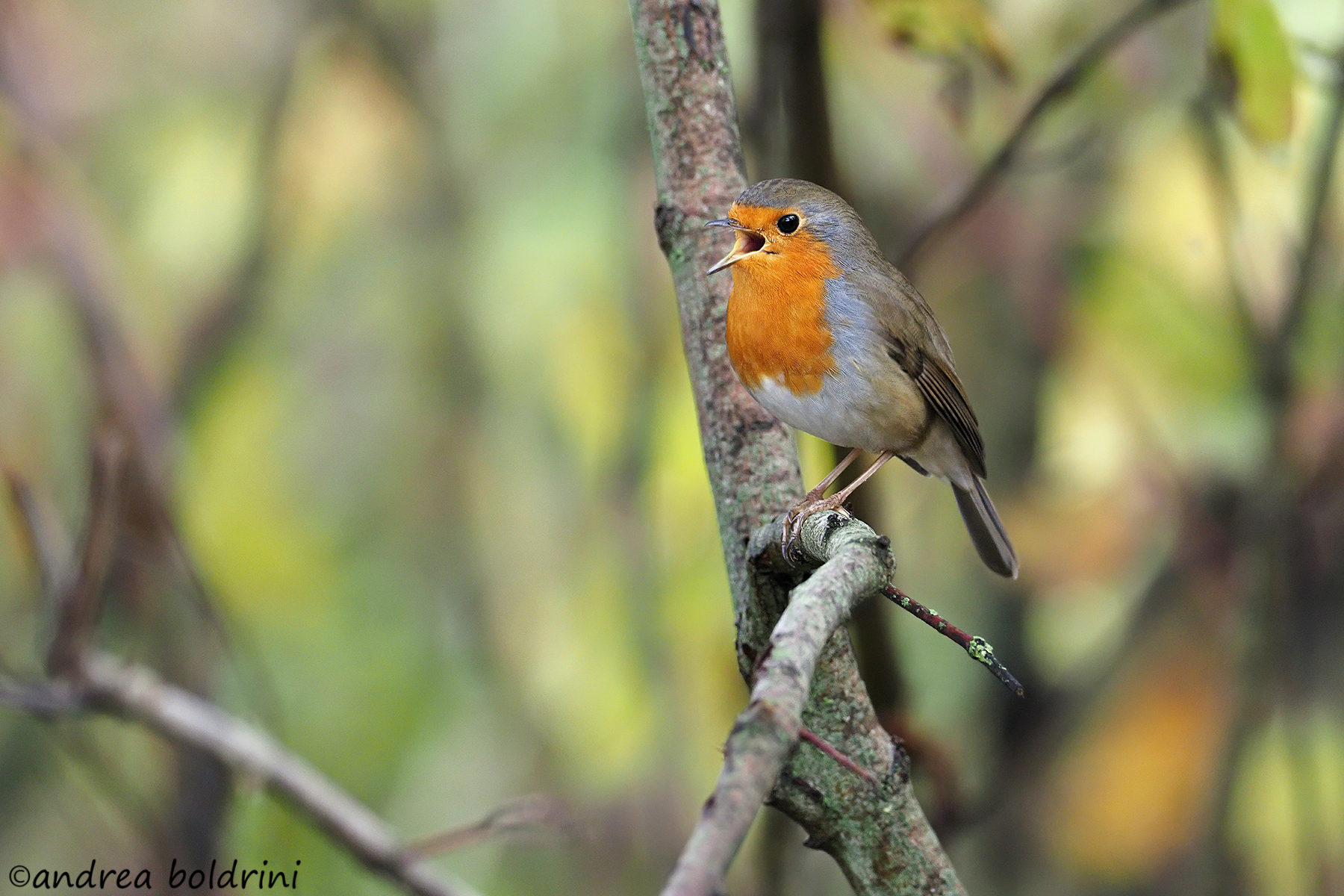 Canta che ti passa...