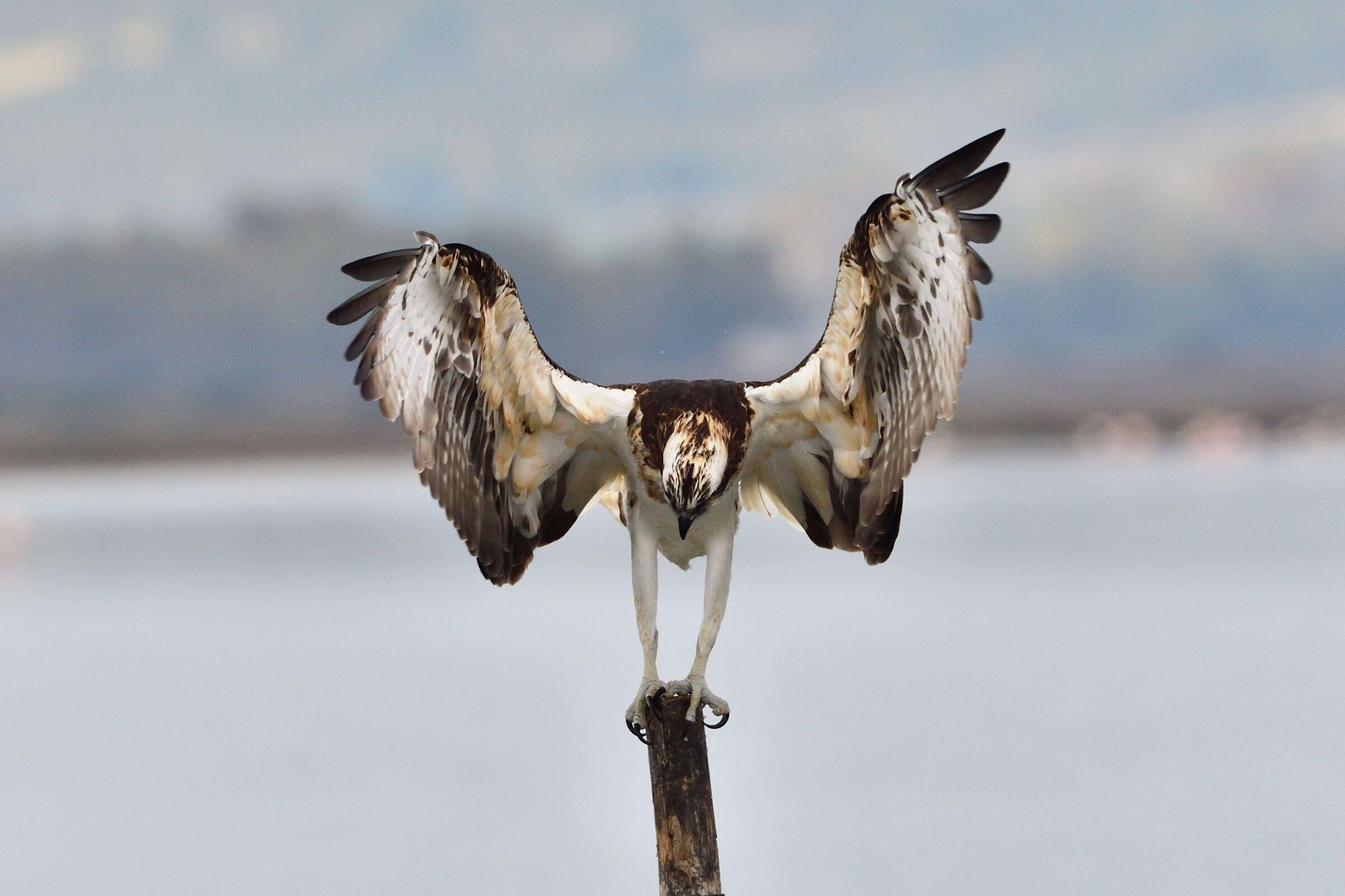 Falco pescatore