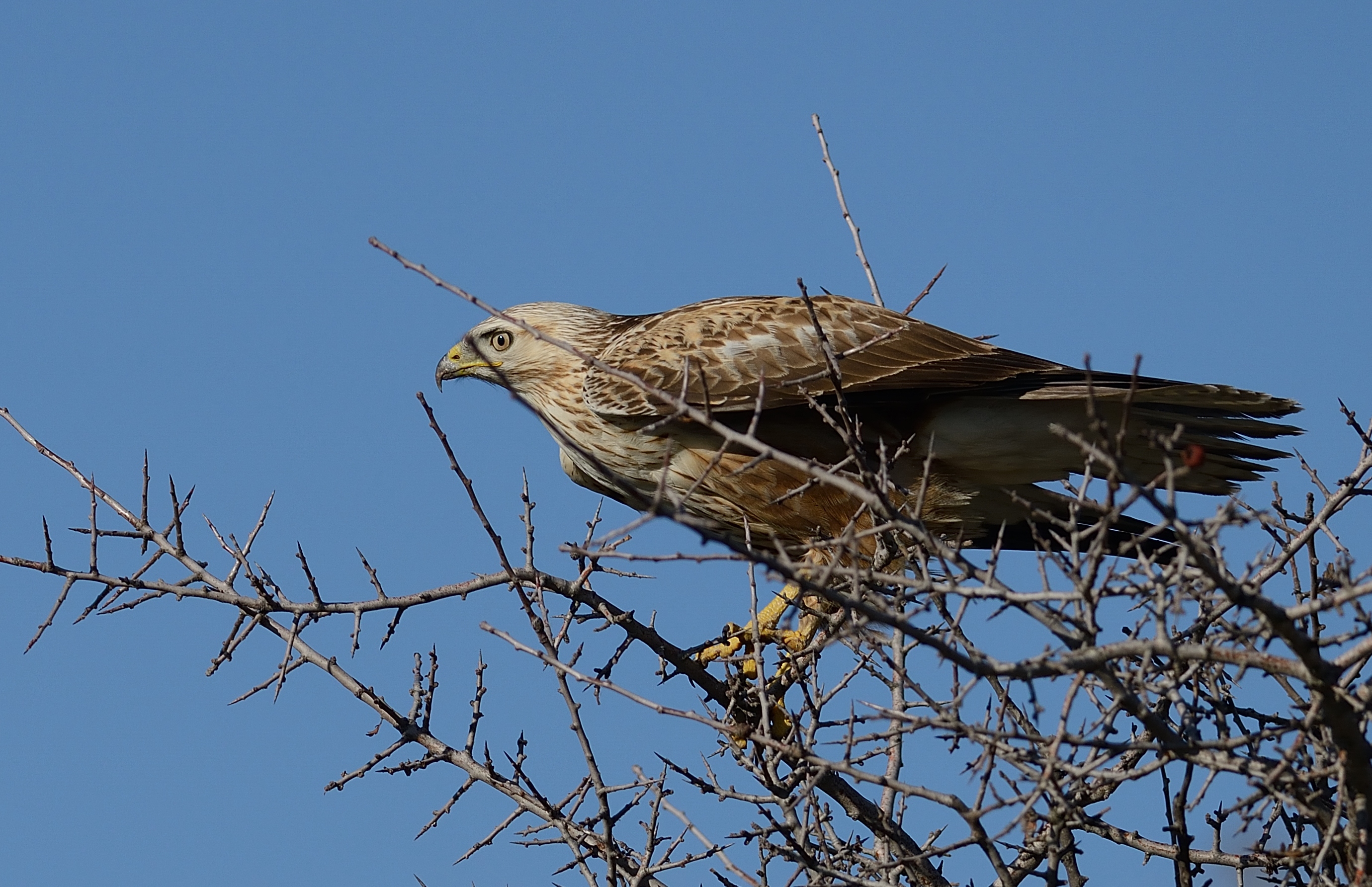 long-legged buzzard