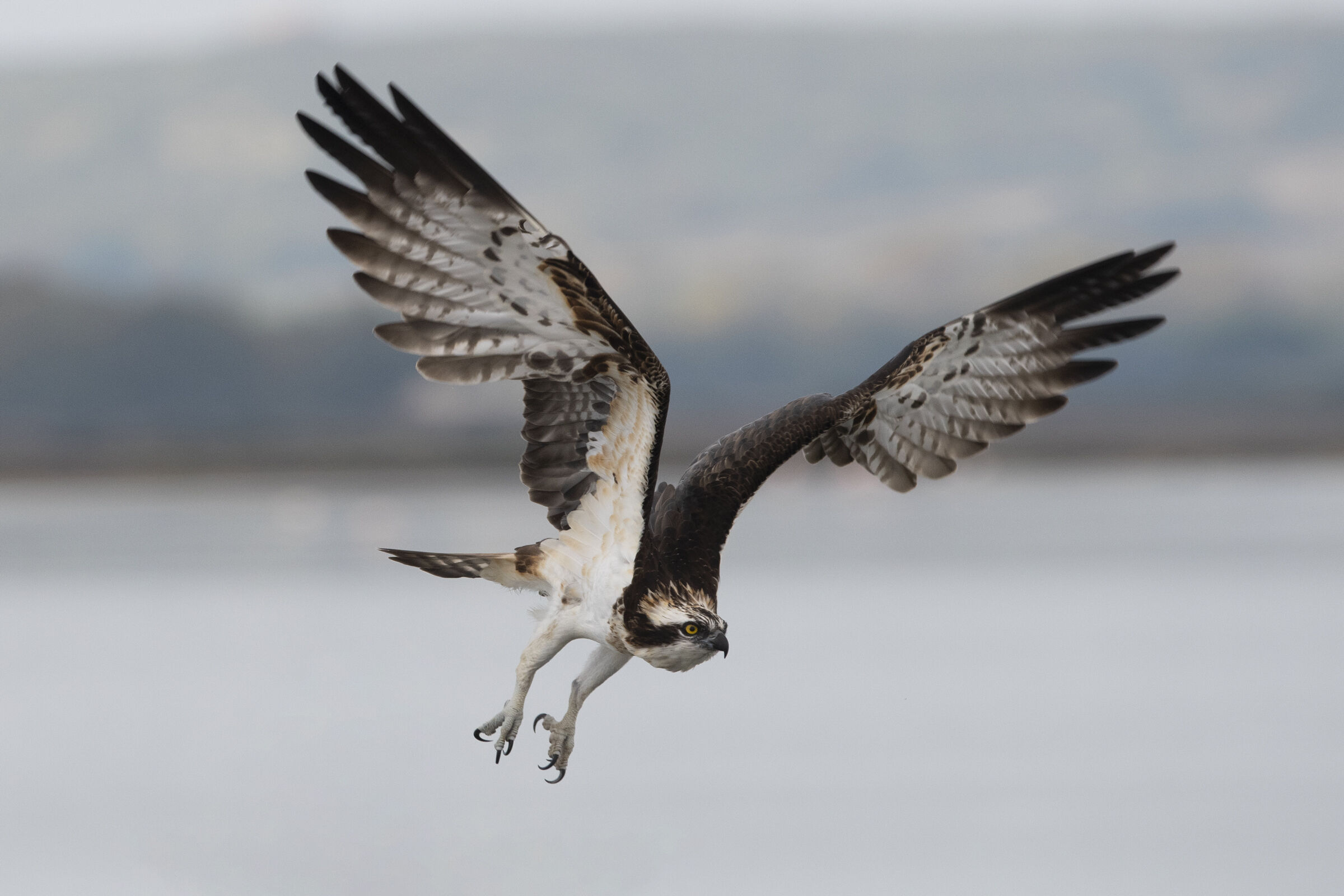 Falco pescatore in volo