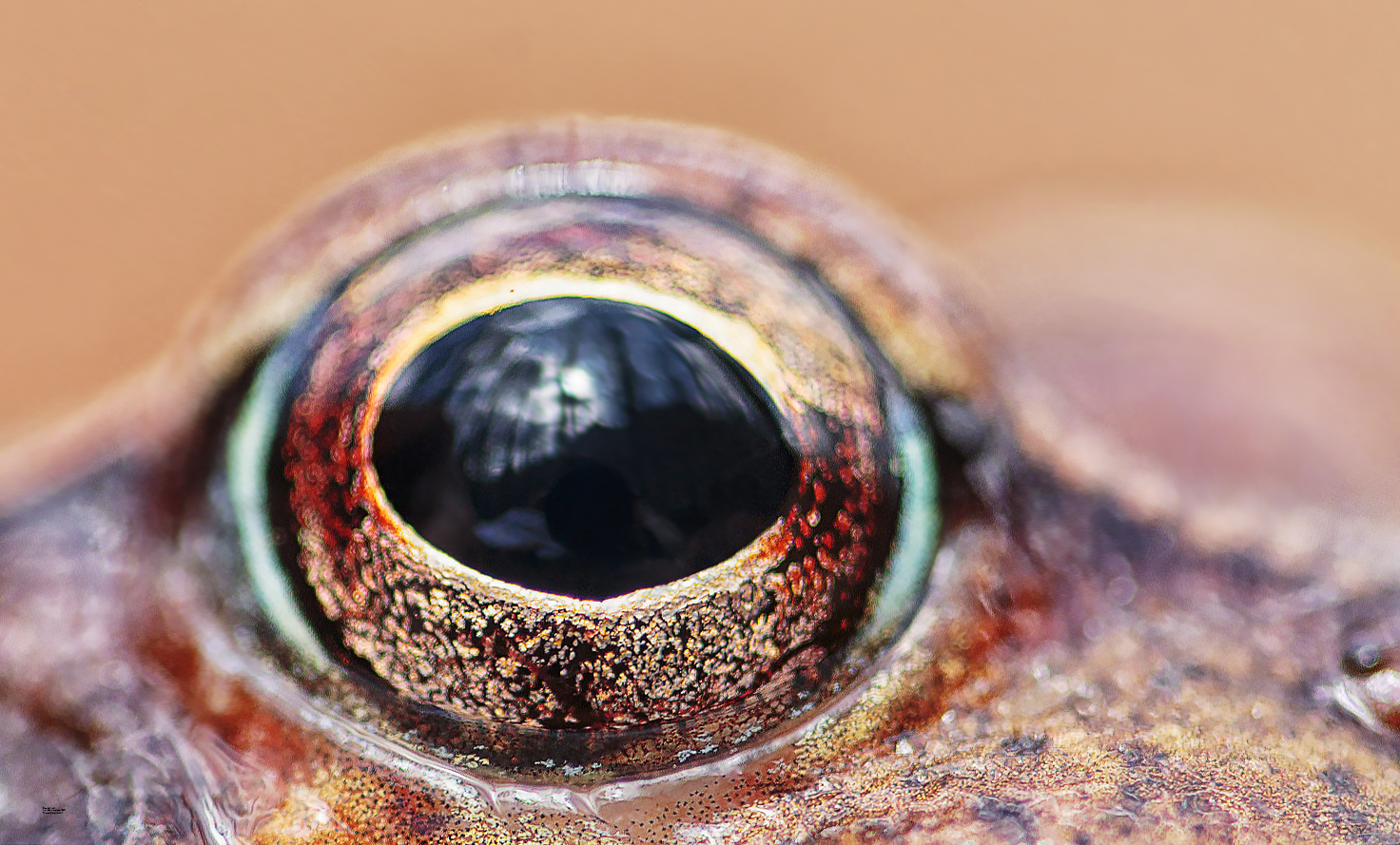 Rana temporaria e habitat