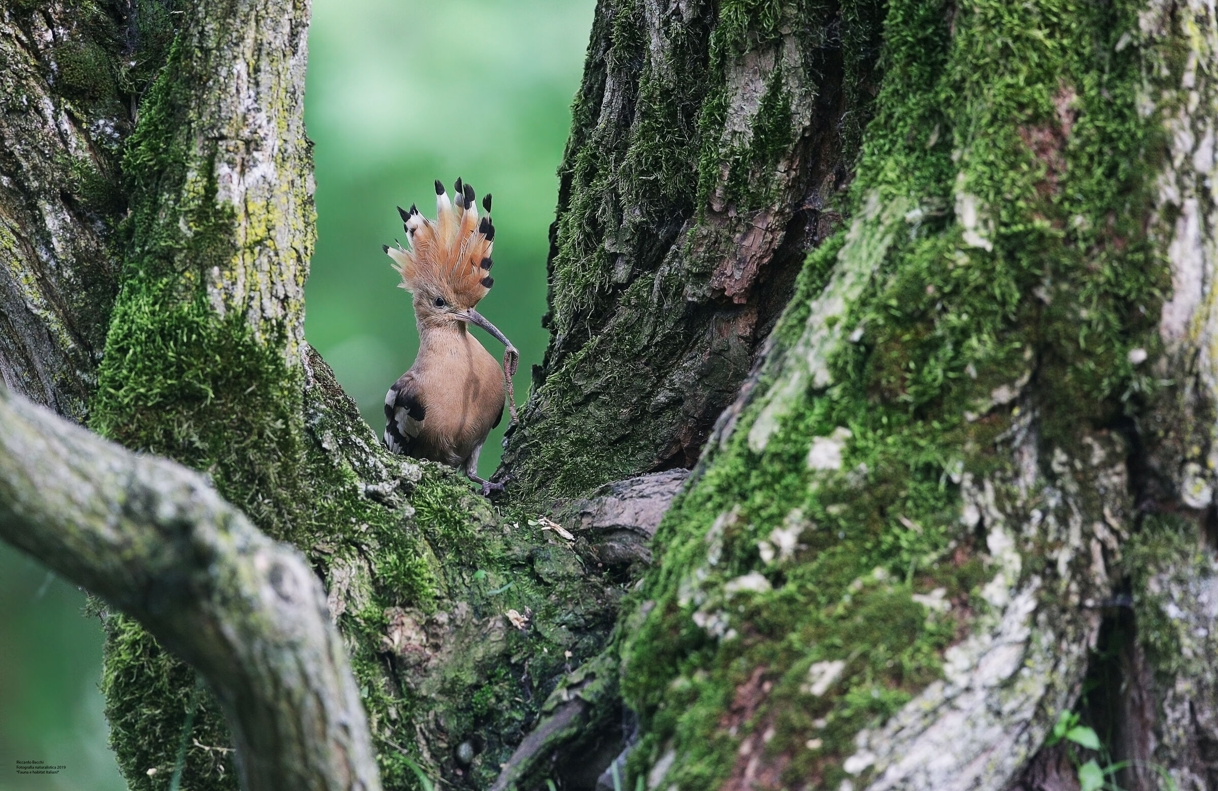 La grande casa albero