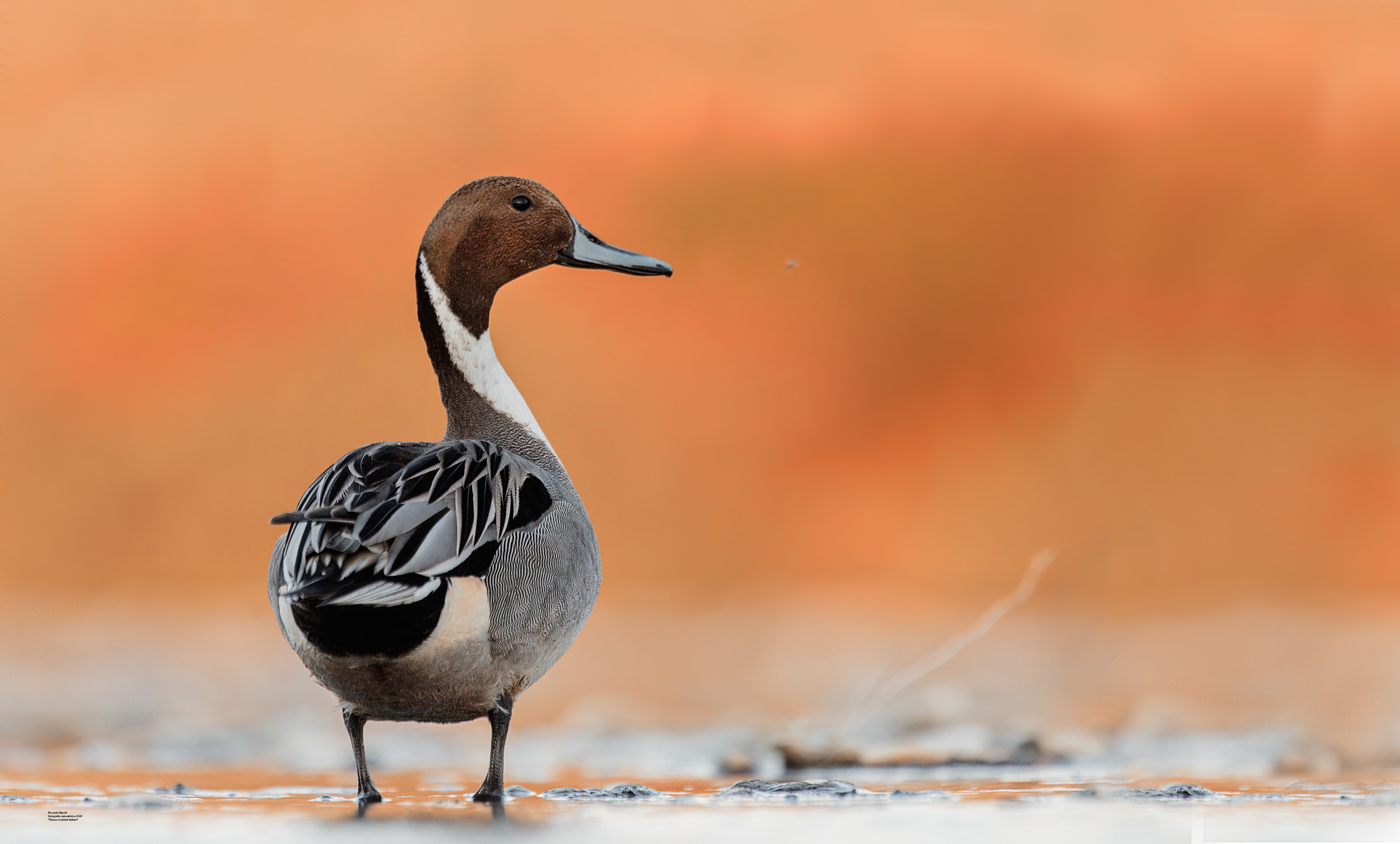 Codone al tramonto (esemplare selvatico)