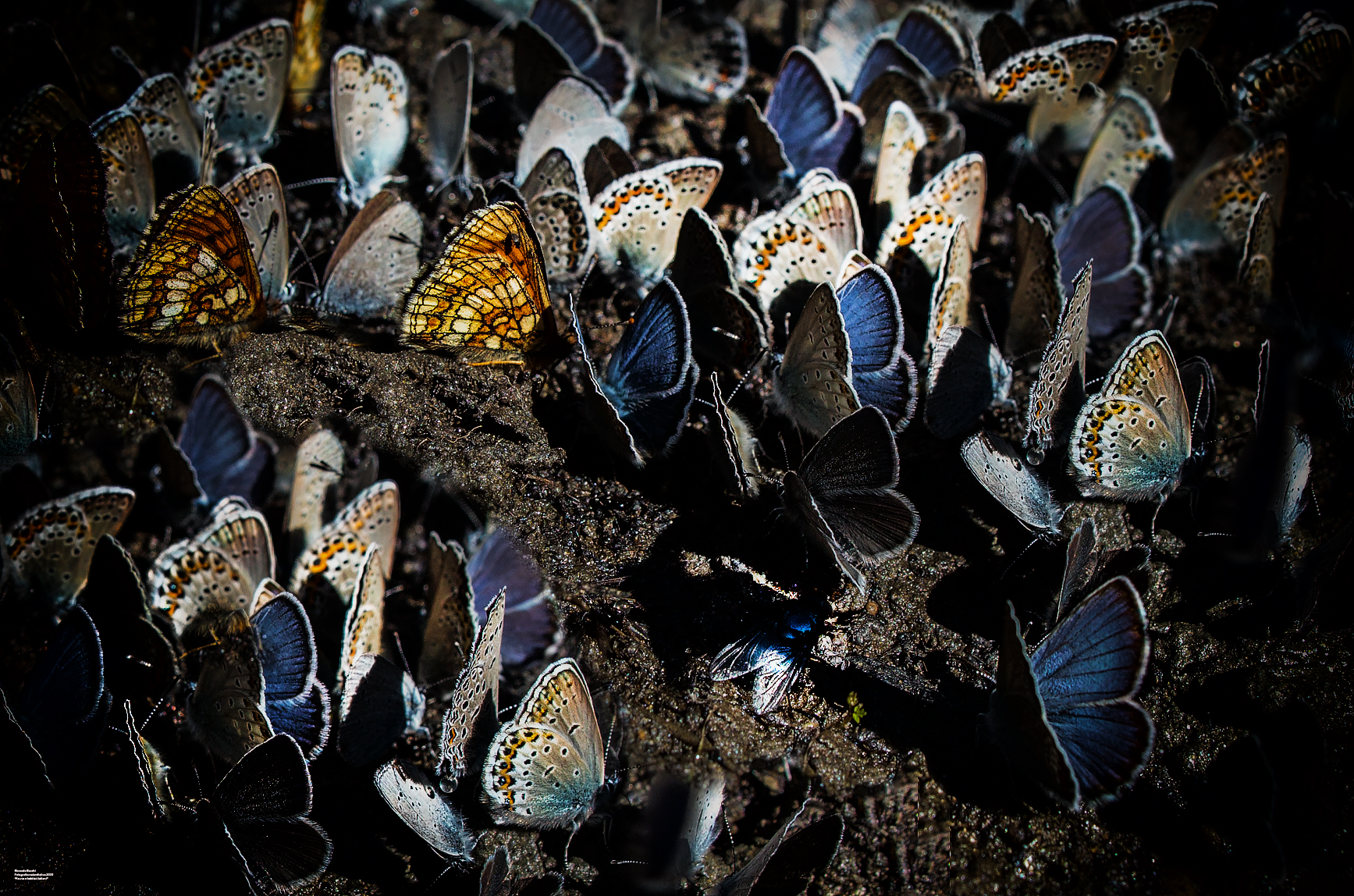 Lepidotteri assetati nel bosco, Valleé 2019