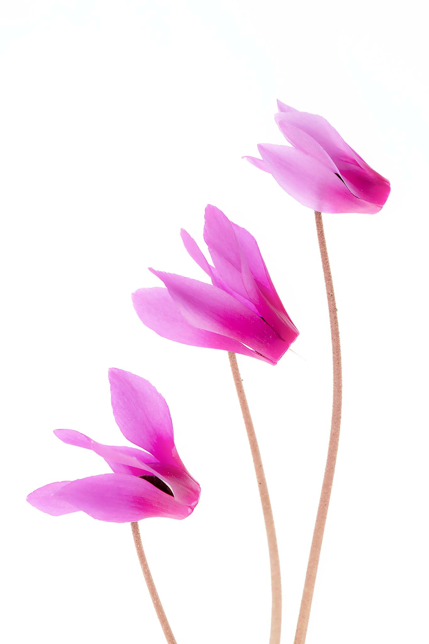 Cyclamen