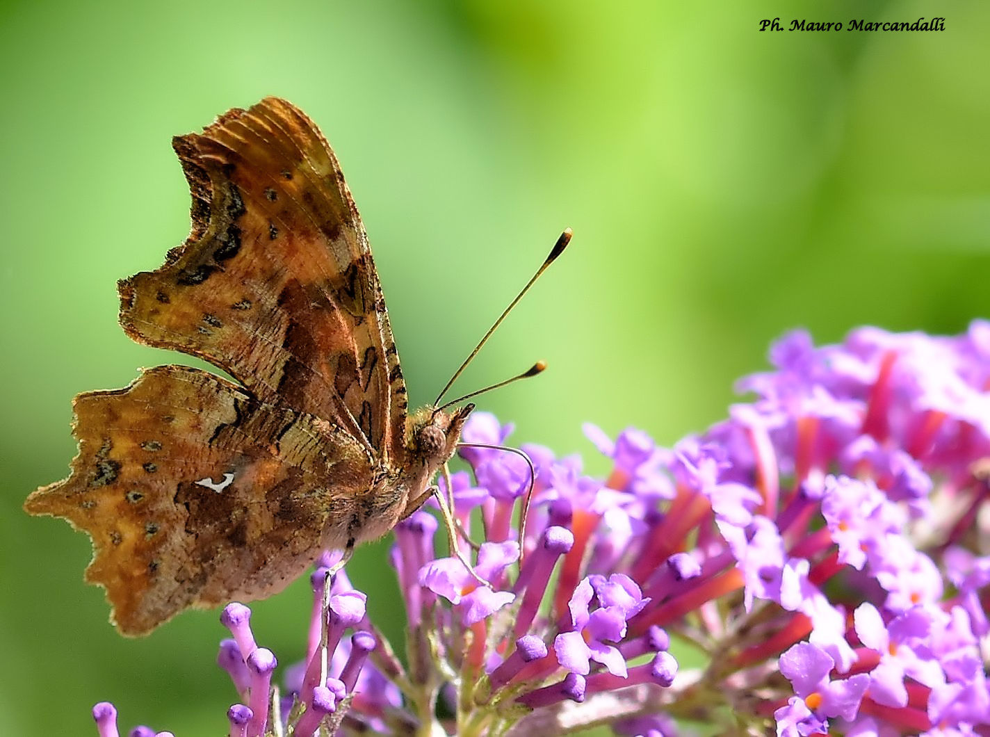 Polygonia c-album