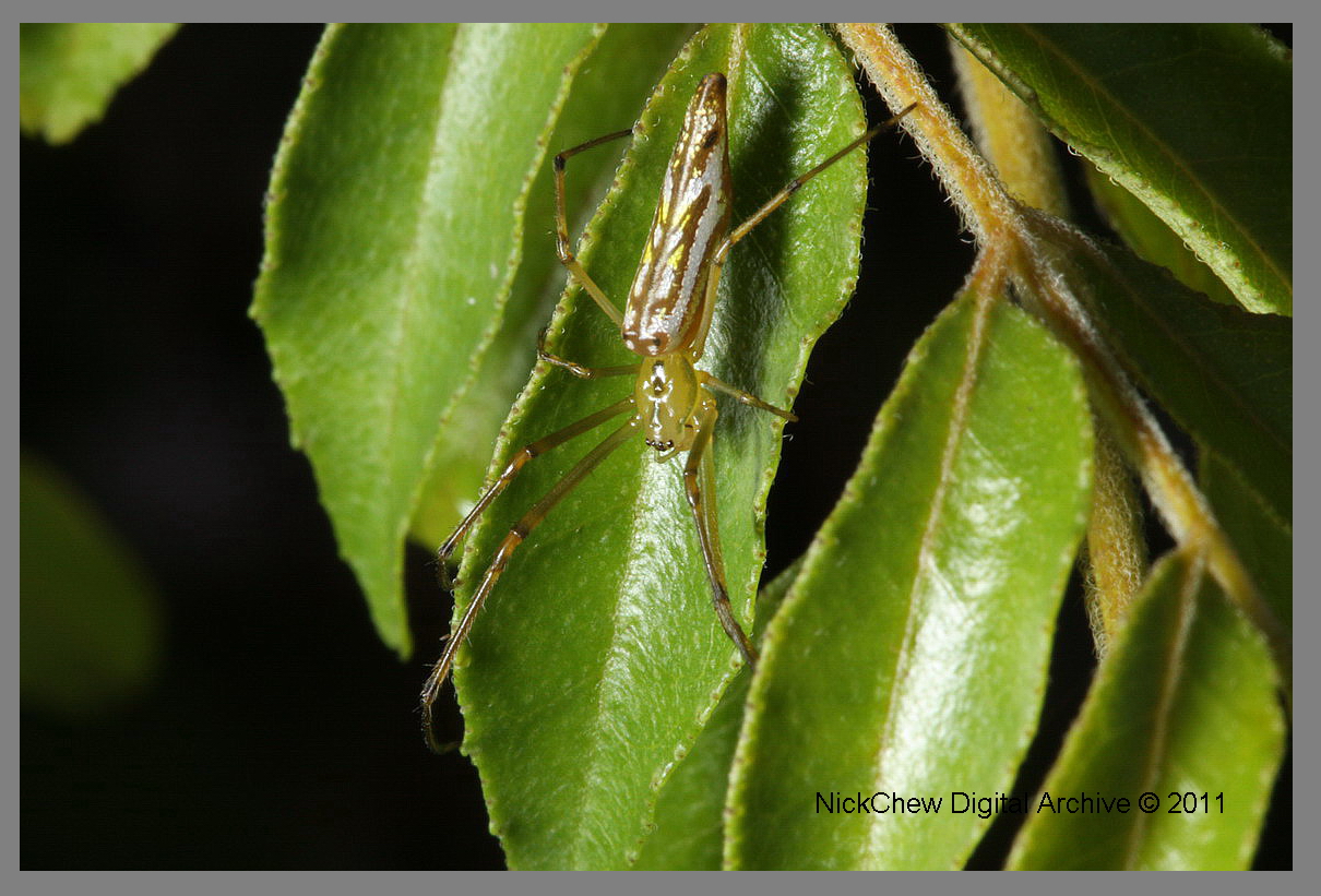 Orsa ragno ragno ragno ragno