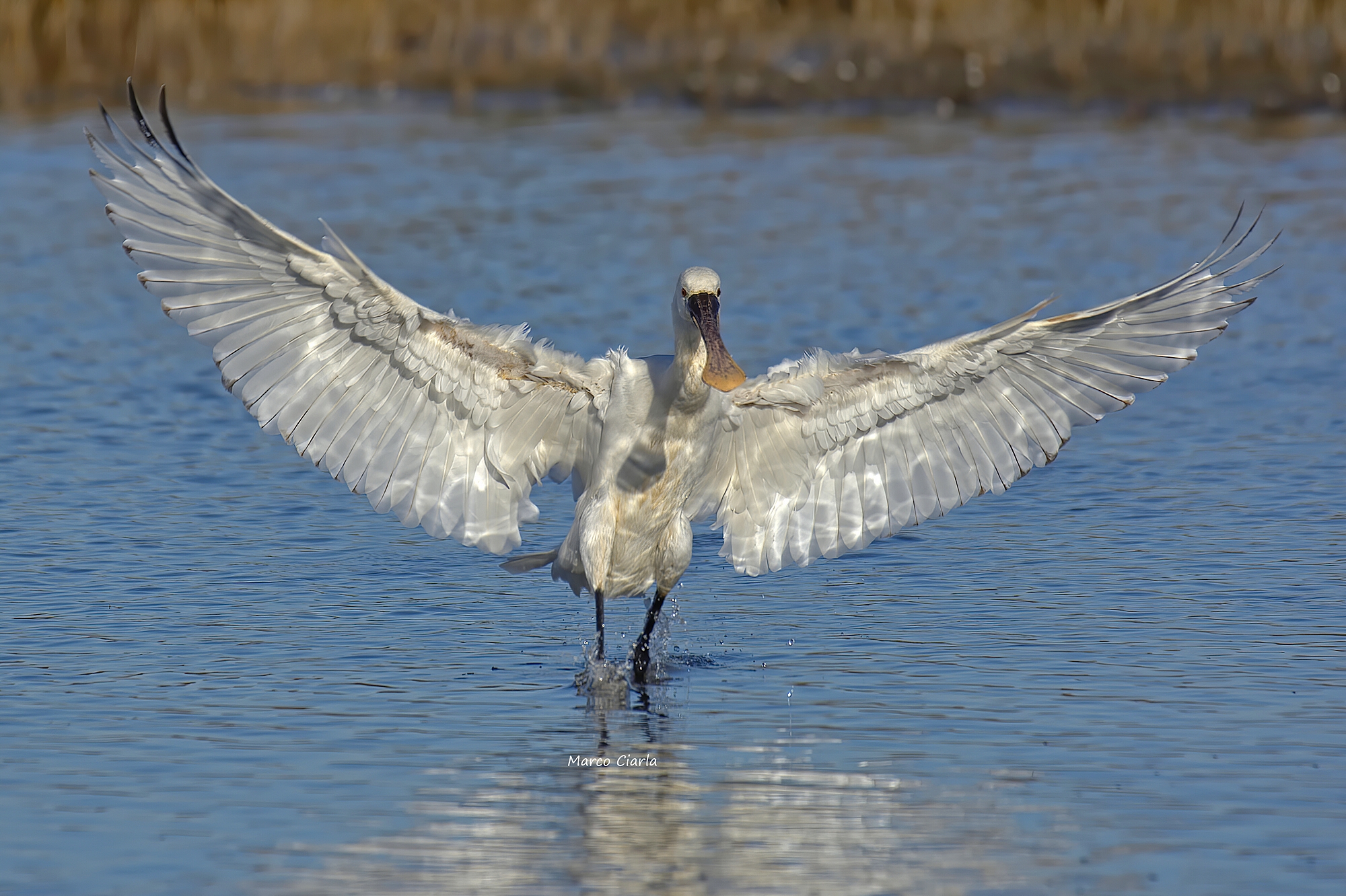 Spatola bianca (Platalea leucorodia)