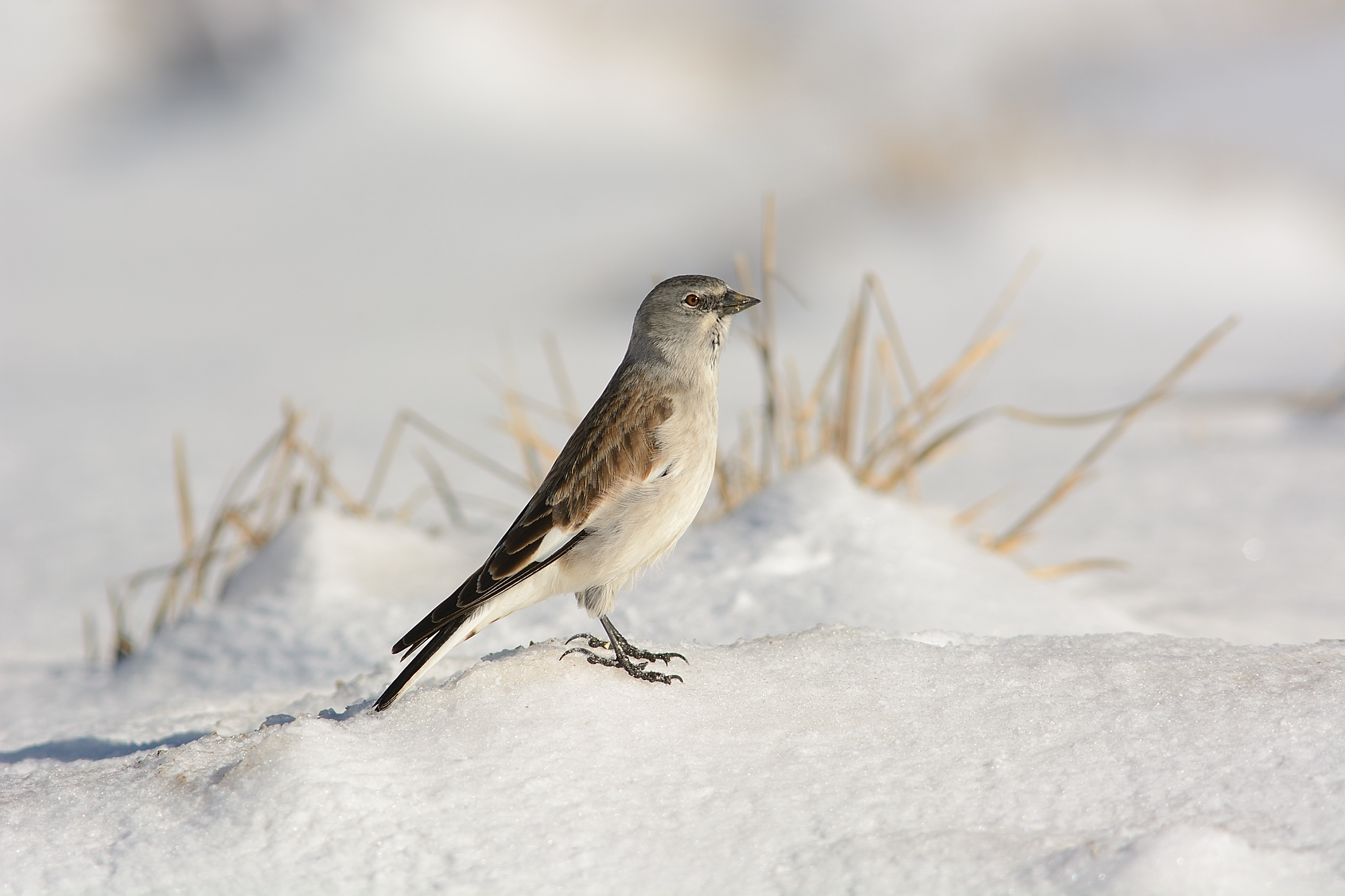 Alpine finch