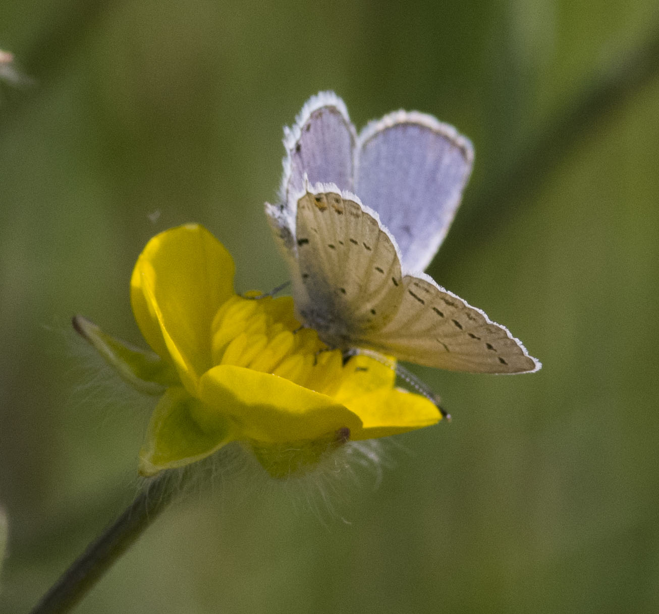 farfalla