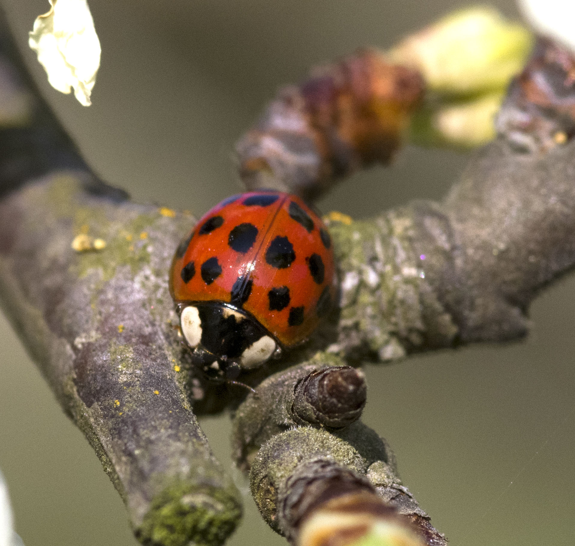 coccinella