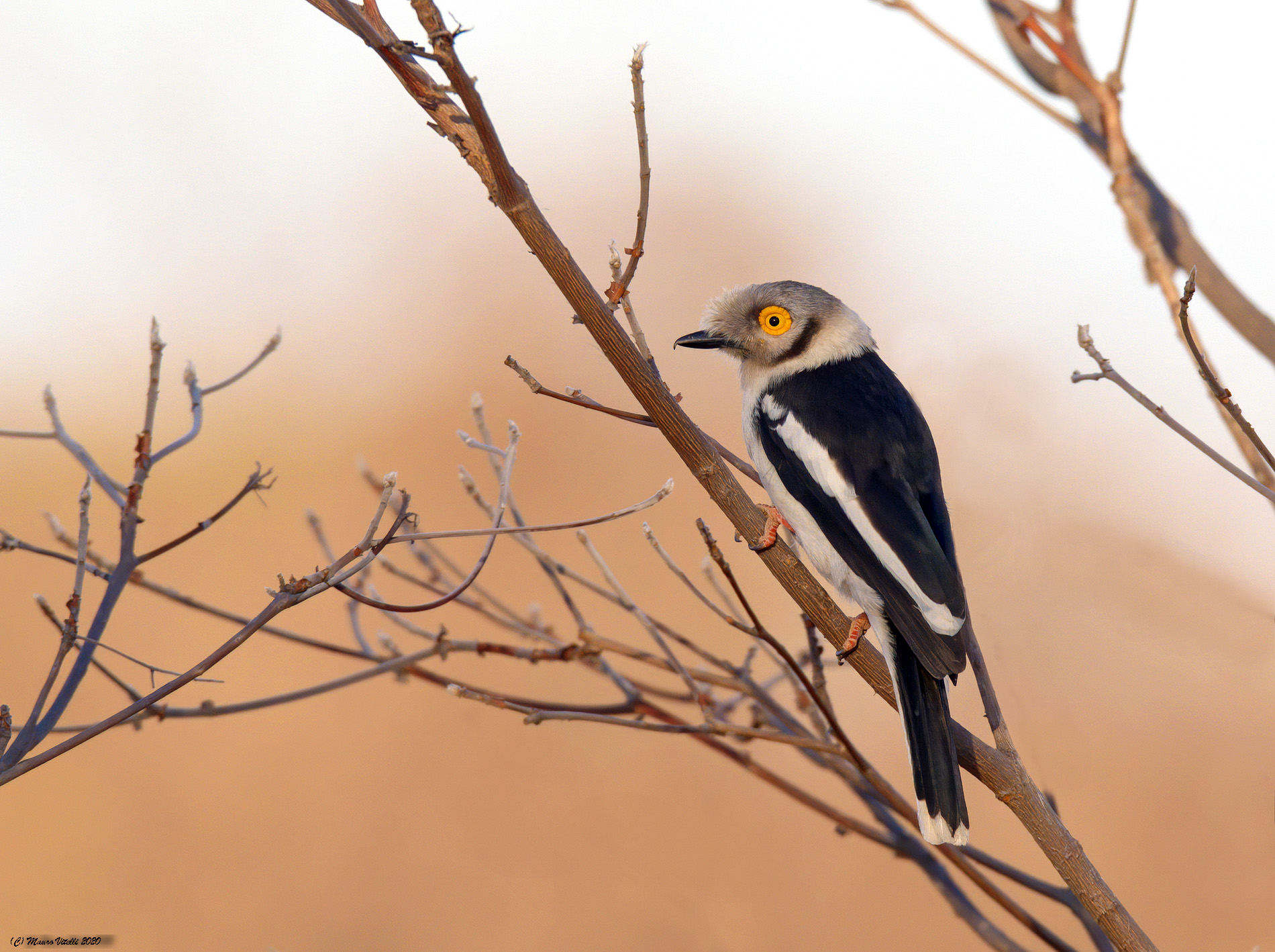 White crest helmet (Prionops plumatus)
