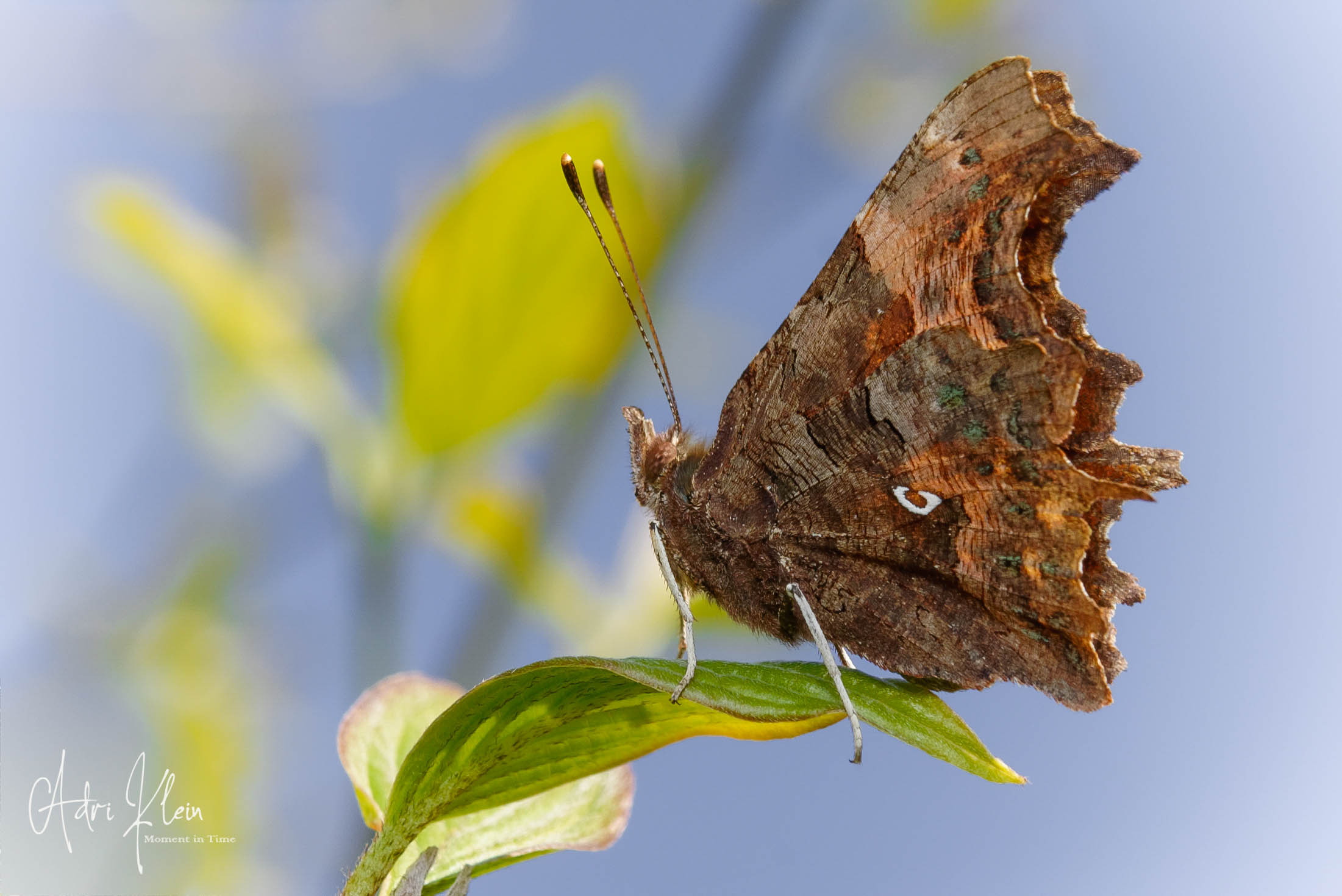 comma butterfly